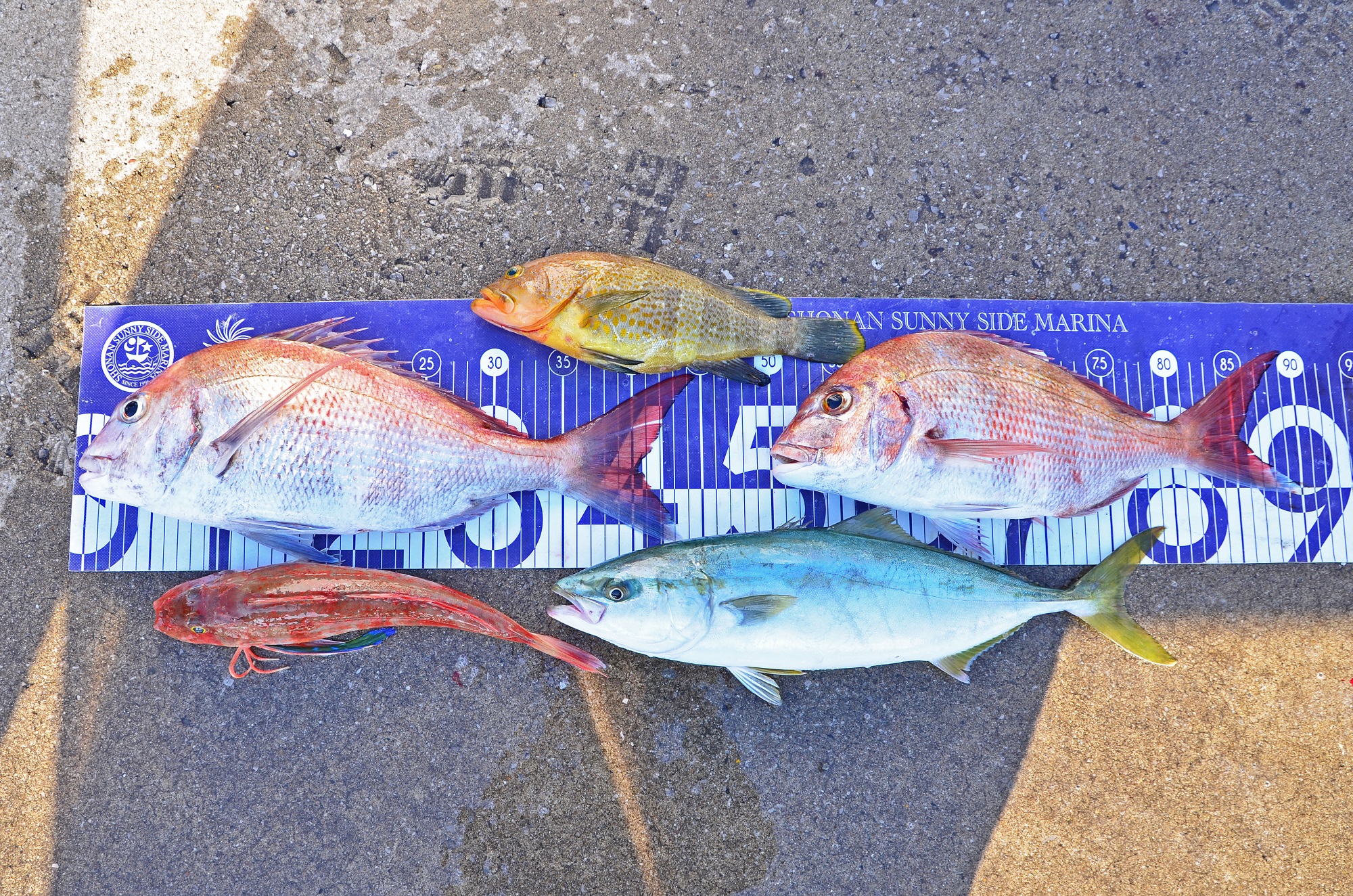 ✿マダイ・イナダ・マハタ・ホウボウ✿