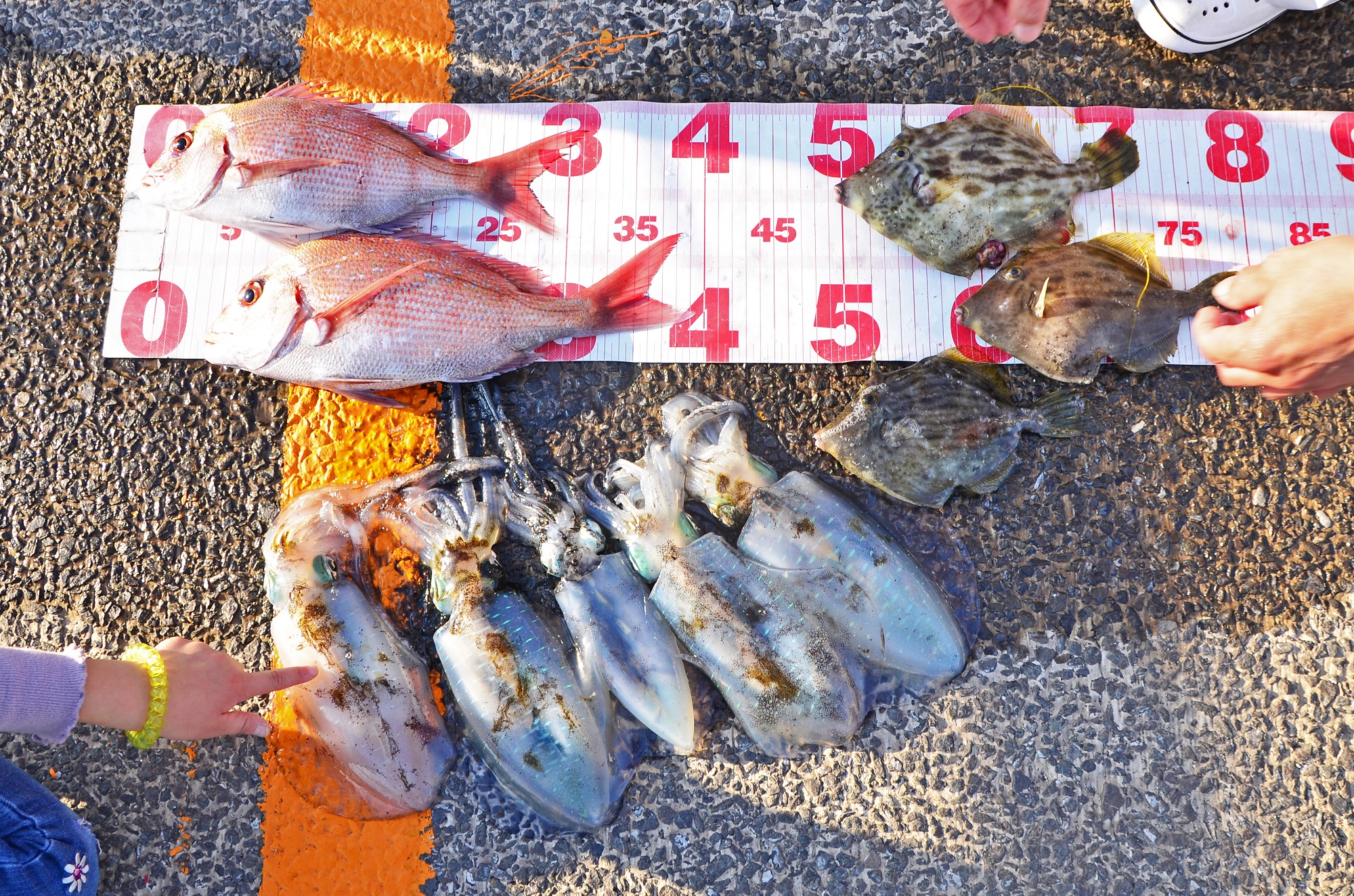 ✿カワハギ・マダイ・アオリイカ・スミイカ✿