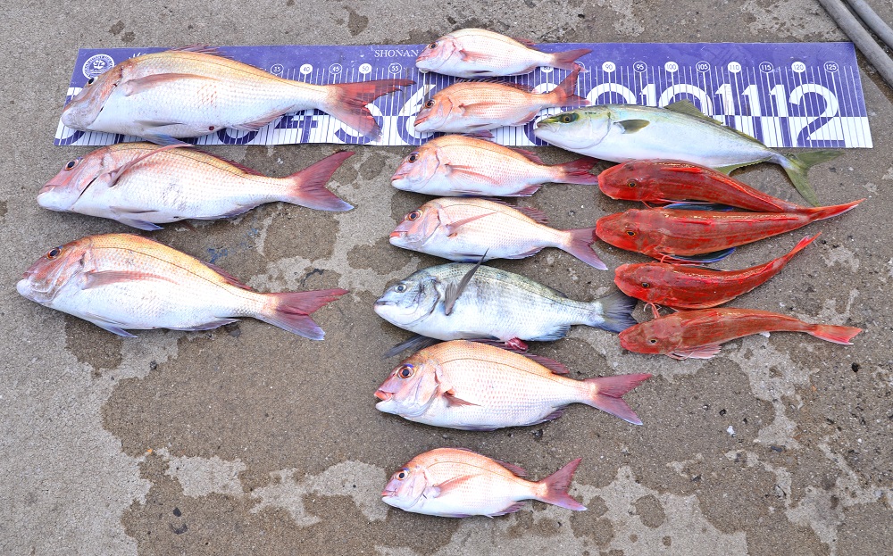 ✿マダイ・クロダイ・ホウボウ・イナダ✿