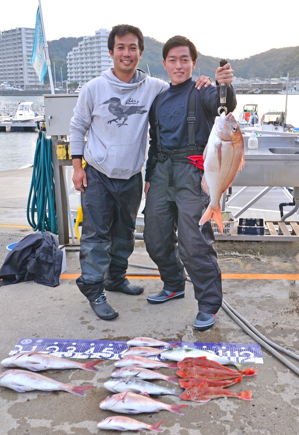 ✿マダイ・クロダイ・ホウボウ・イナダ✿