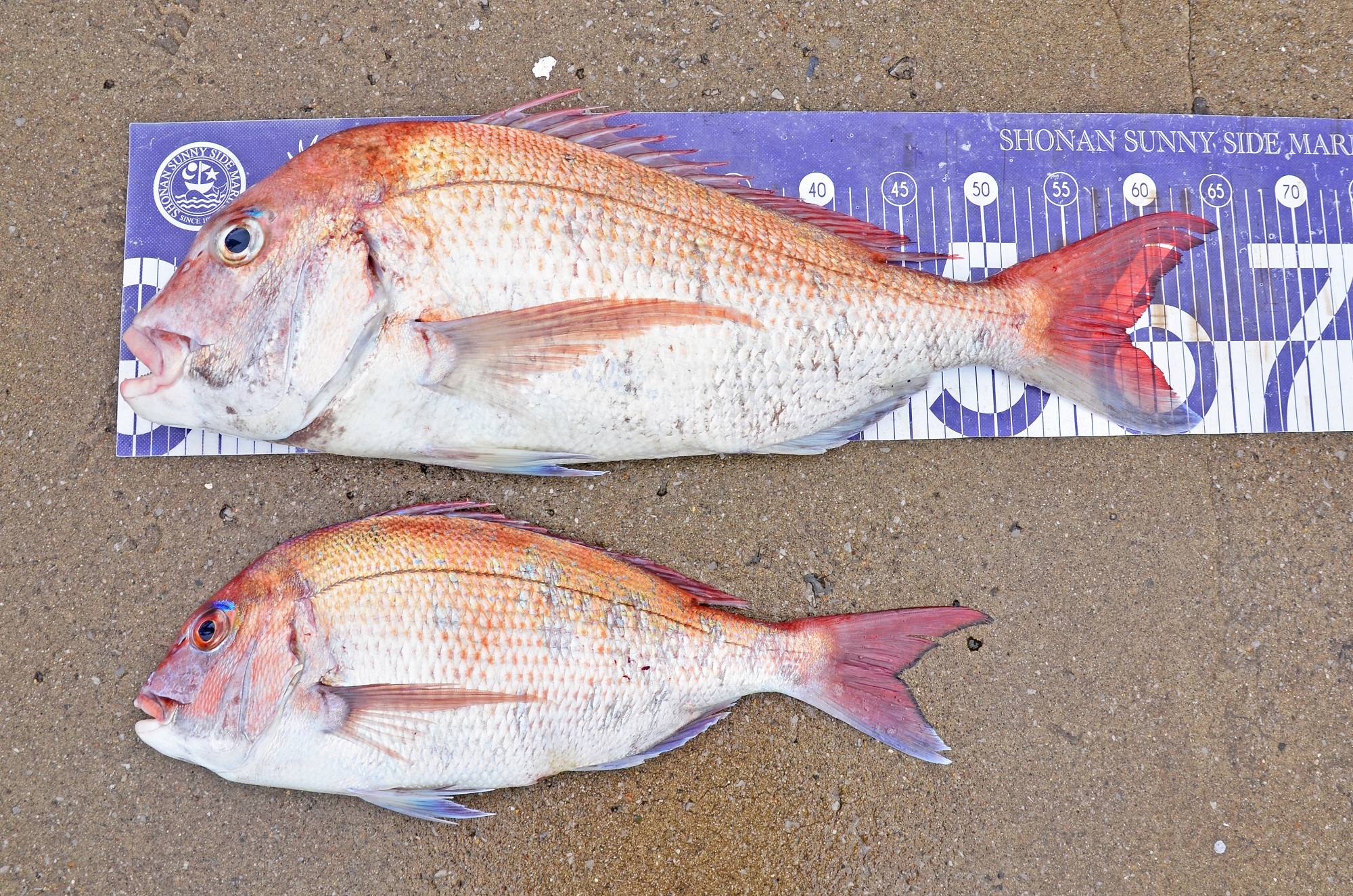 ✿マダイ・ワラサ・ホウボウ・アオハタ✿