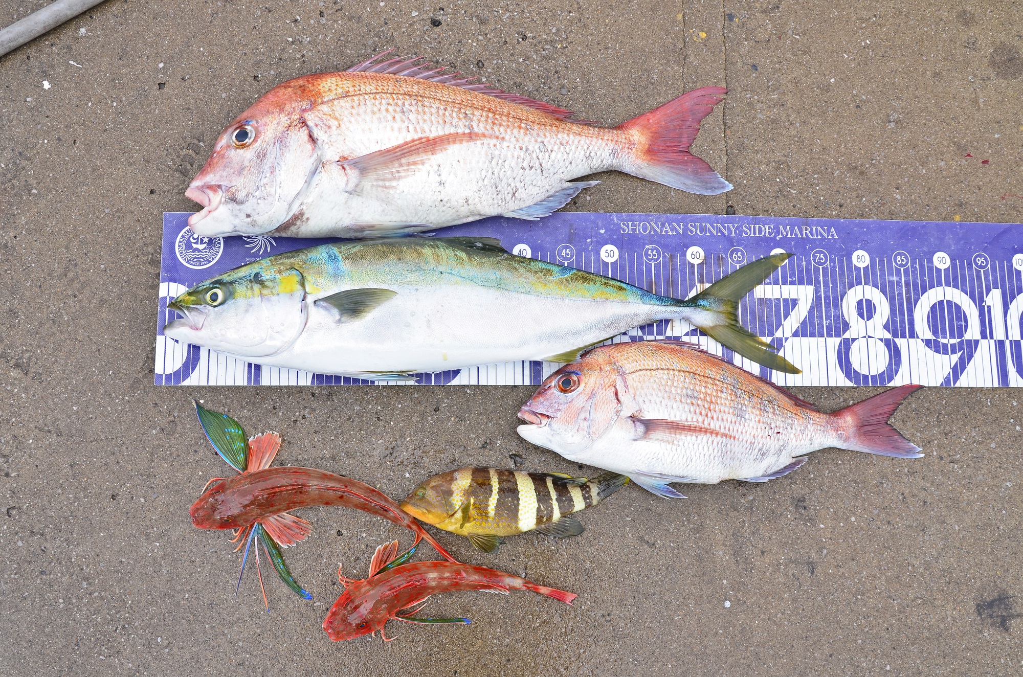 ✿マダイ・ワラサ・ホウボウ・アオハタ✿