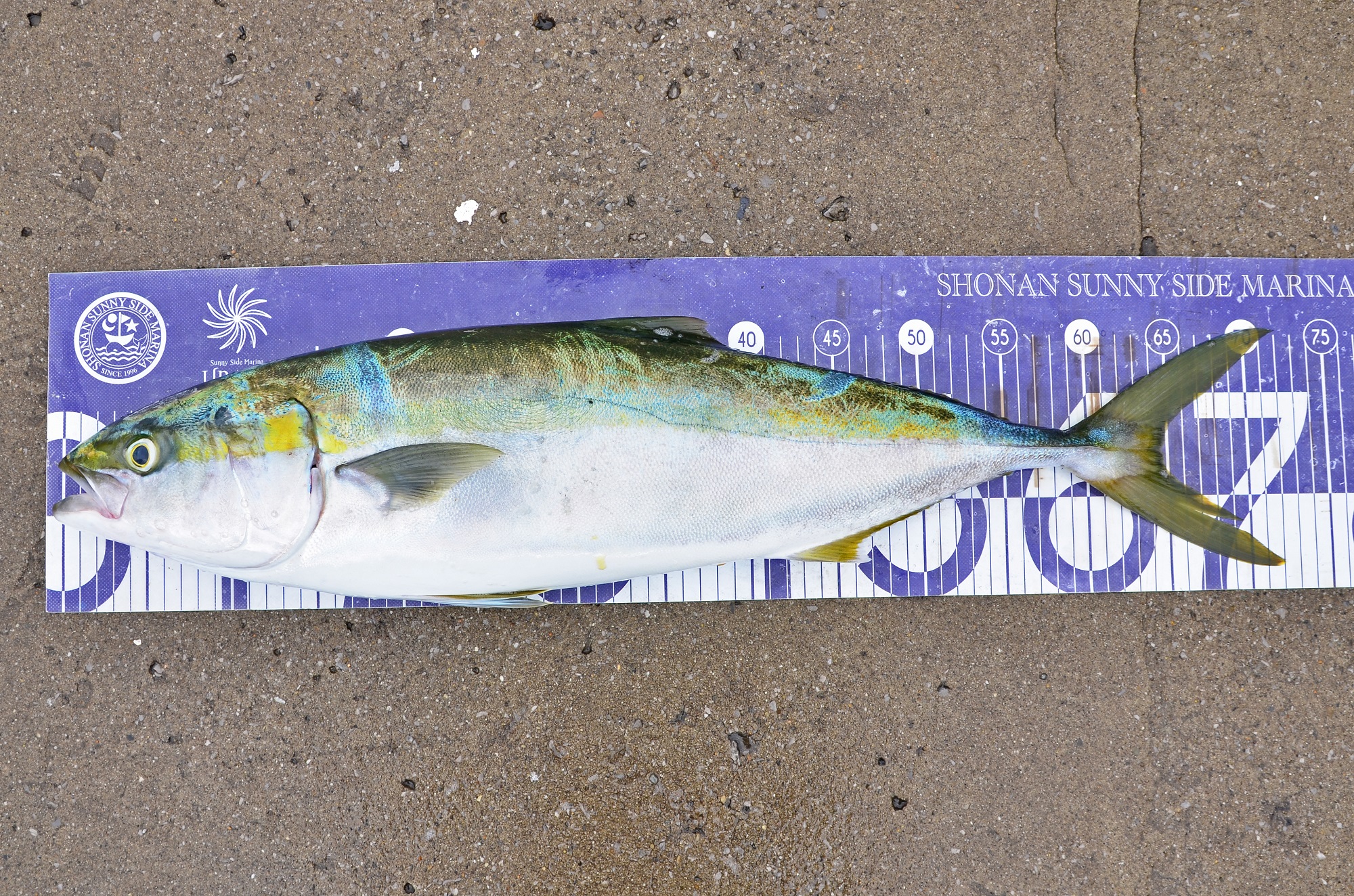 ✿マダイ・ワラサ・ホウボウ・アオハタ✿