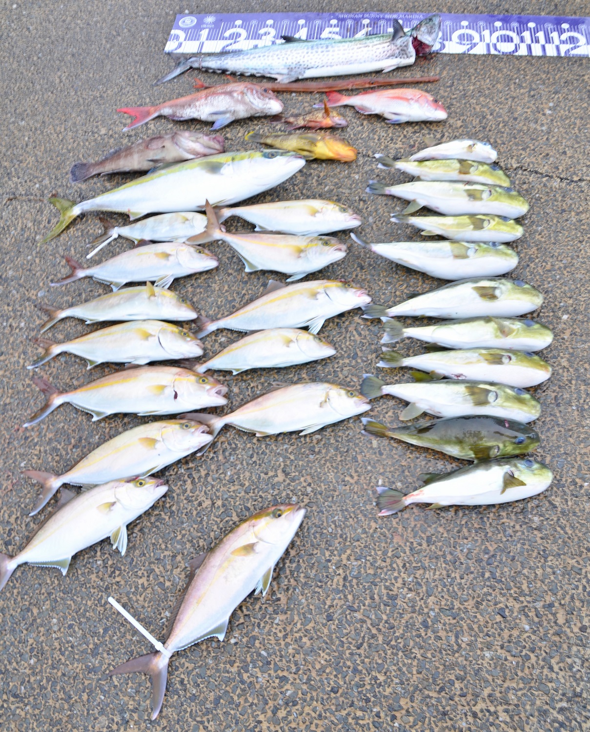 ✿サワラ・マダイ・カサゴ・マハタ・アカヤガラ・キジハタ・ショゴ・ワラサ・シロサバフグ✿