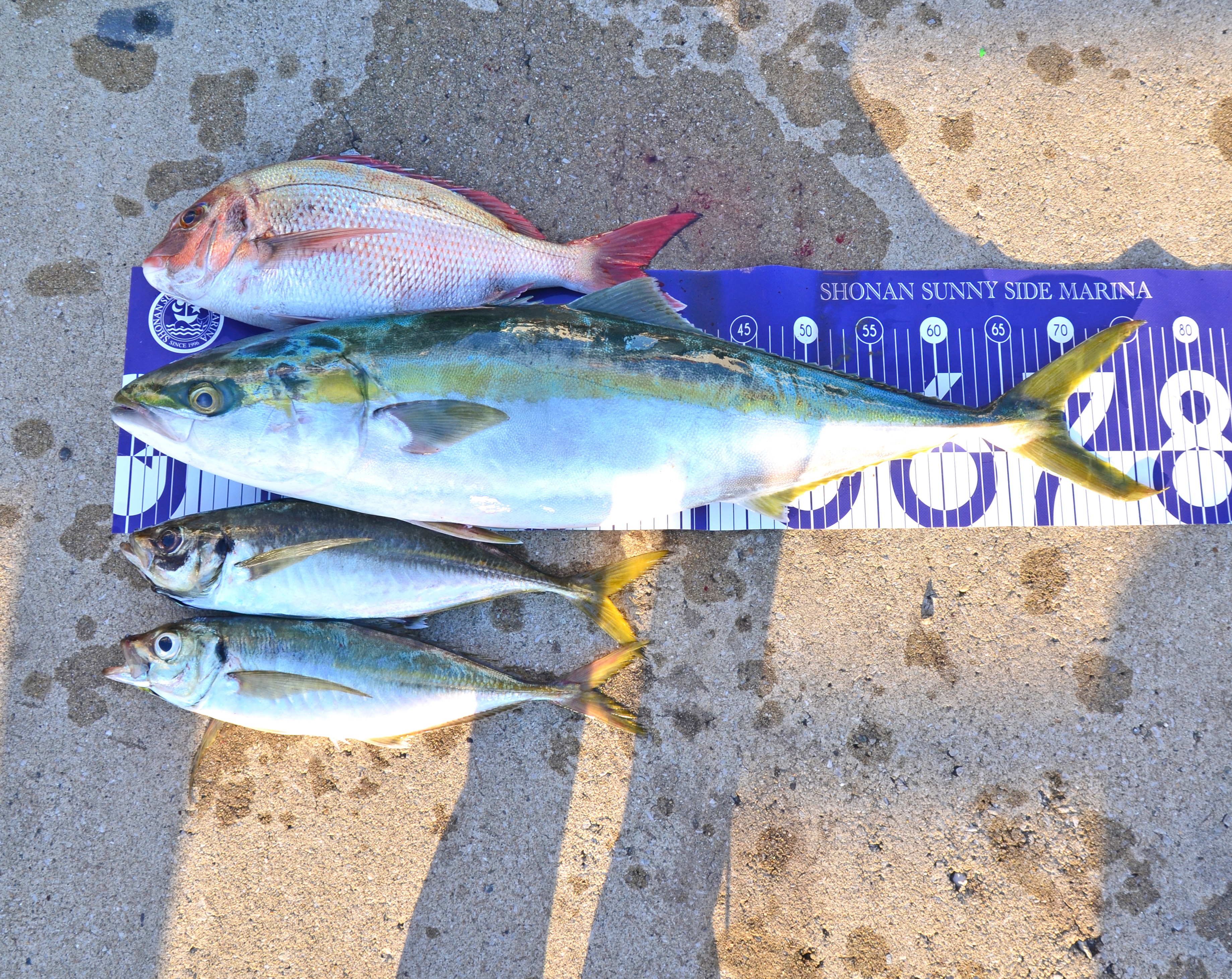 ✿マダイ・ワラサ・アジ✿