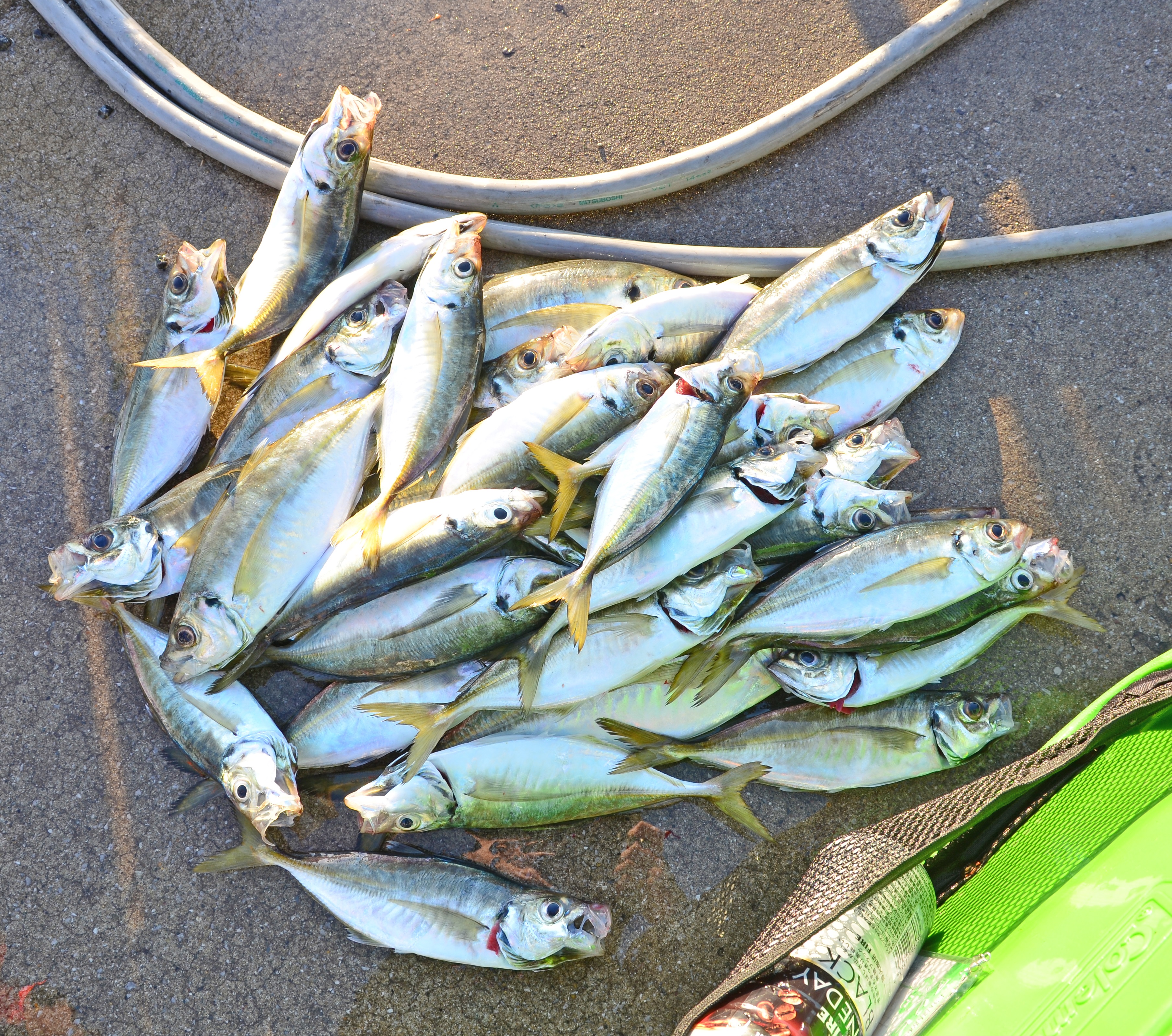 ✿マダイ・ワラサ・アジ✿