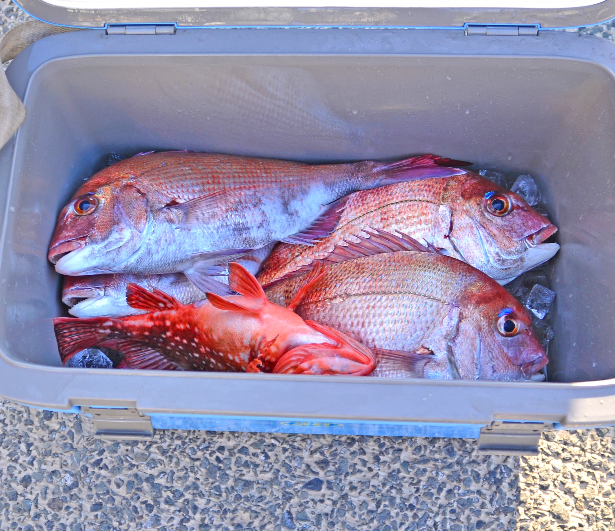 ✿マダイ・カサゴ✿