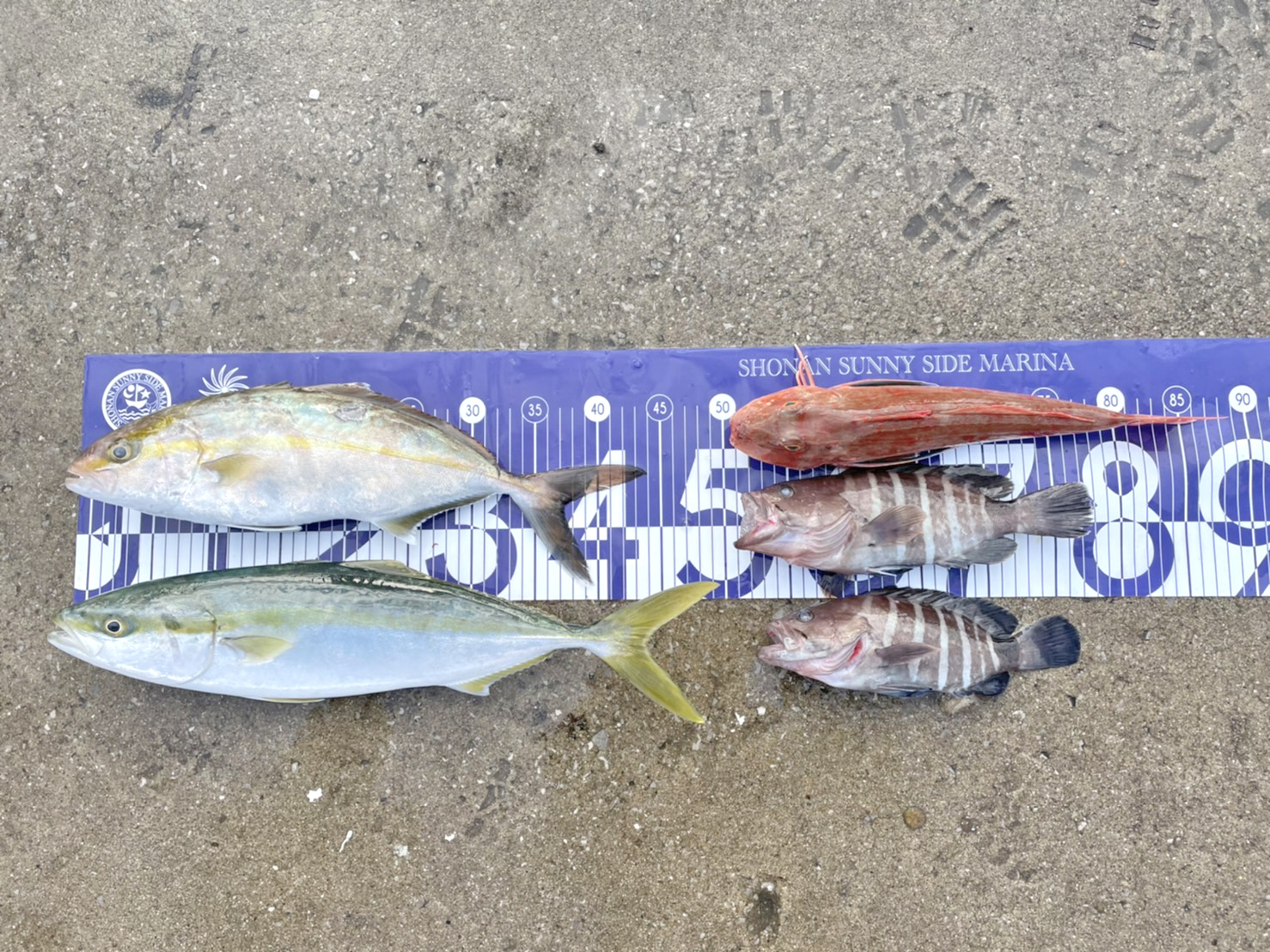 ✿イナダ・ショゴ・ホウボウ・マハタ✿