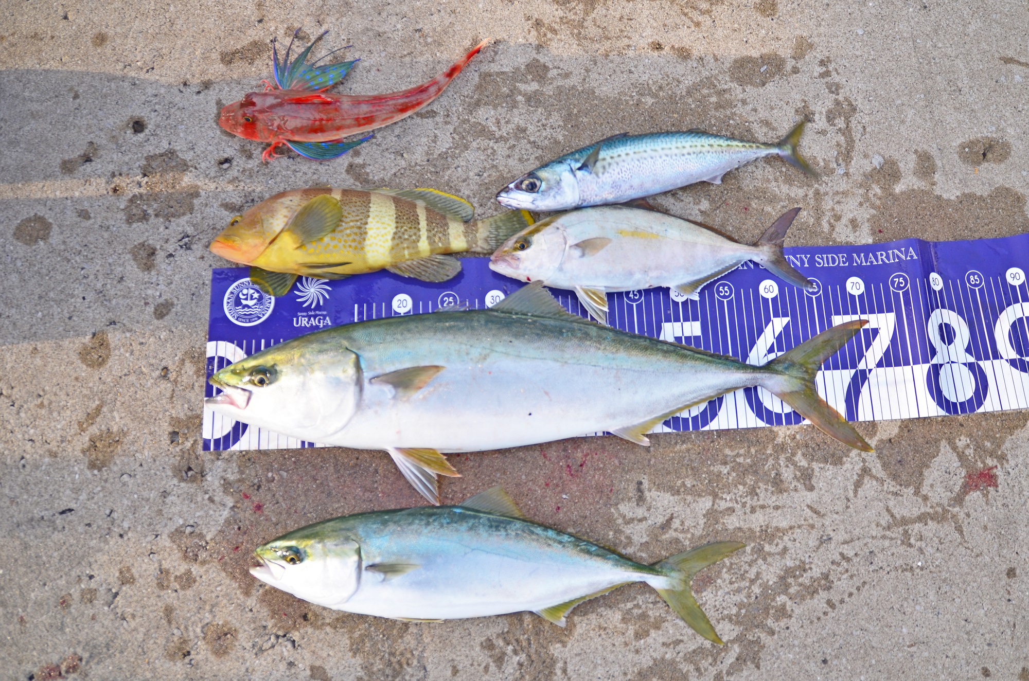 ✿ワラサ・イナダ・ショゴ・マハタ・ホウボウ・サバ✿