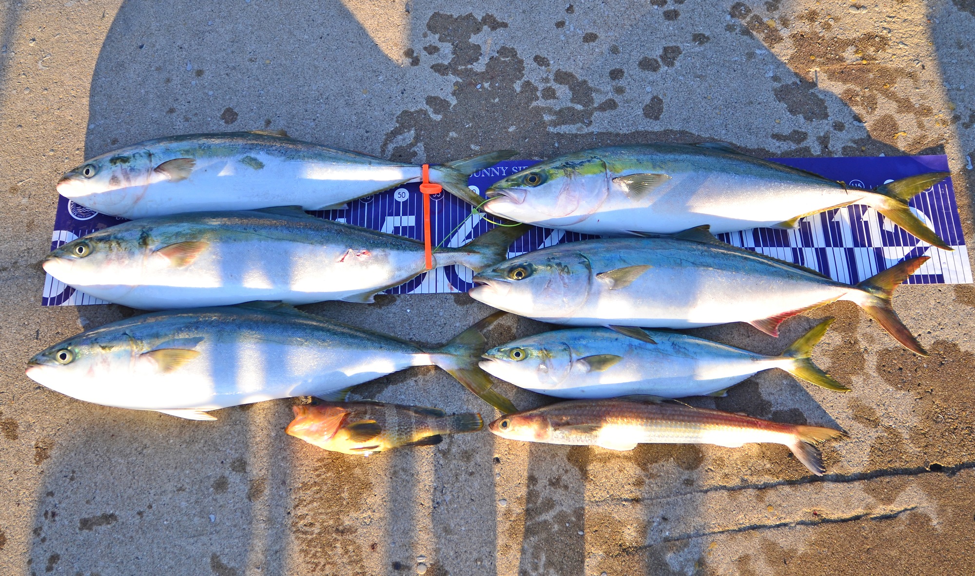 ✿ワラサ・アオハタ・エソ✿