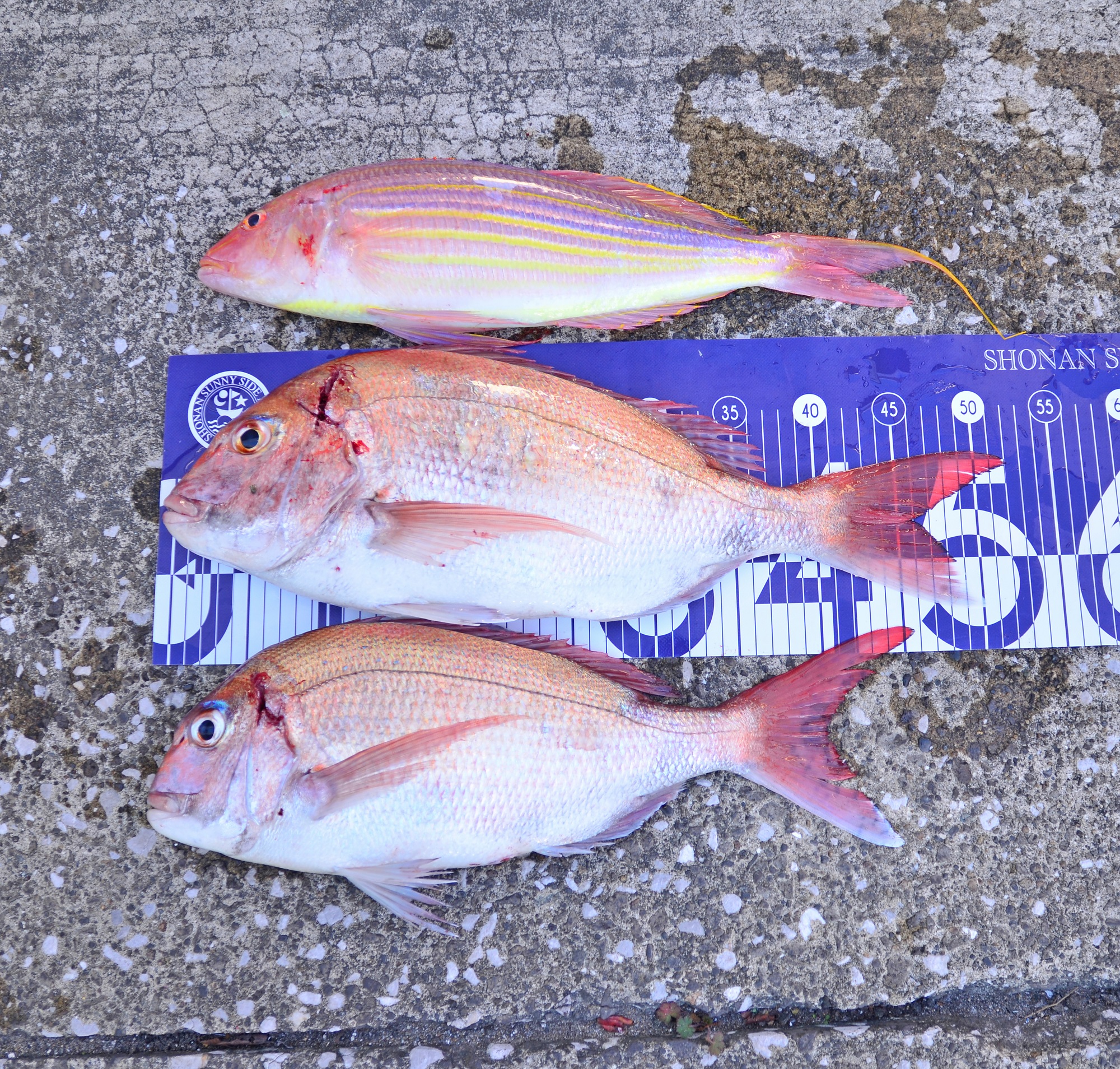 ✿マダイ・イトヨリダイ✿