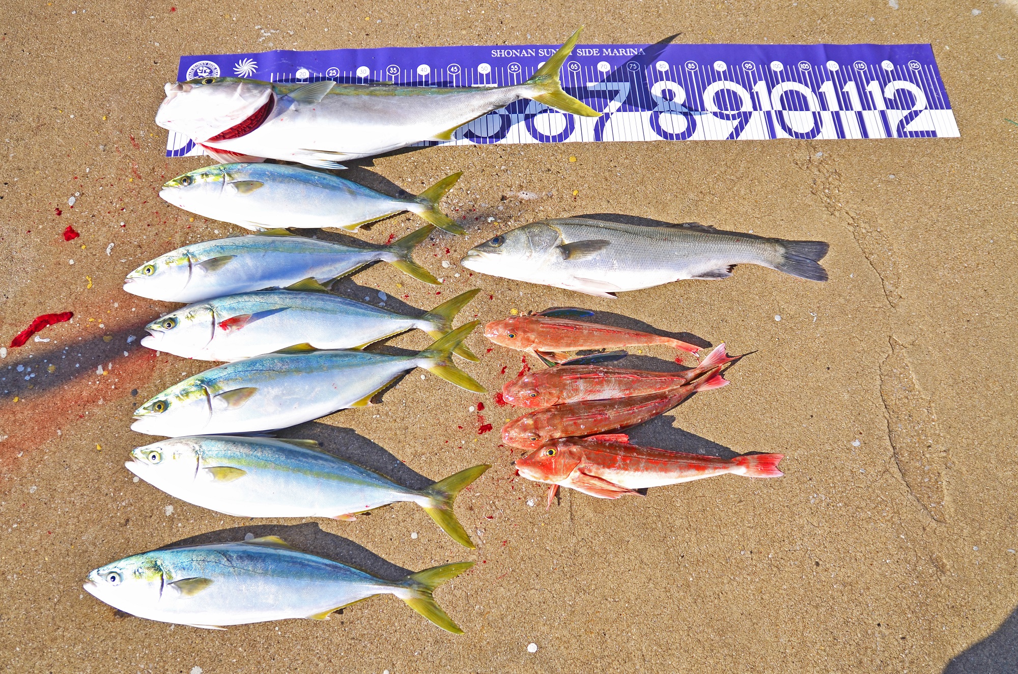 ✿ワラサ・イナダ・ホウボウ・シーバス✿