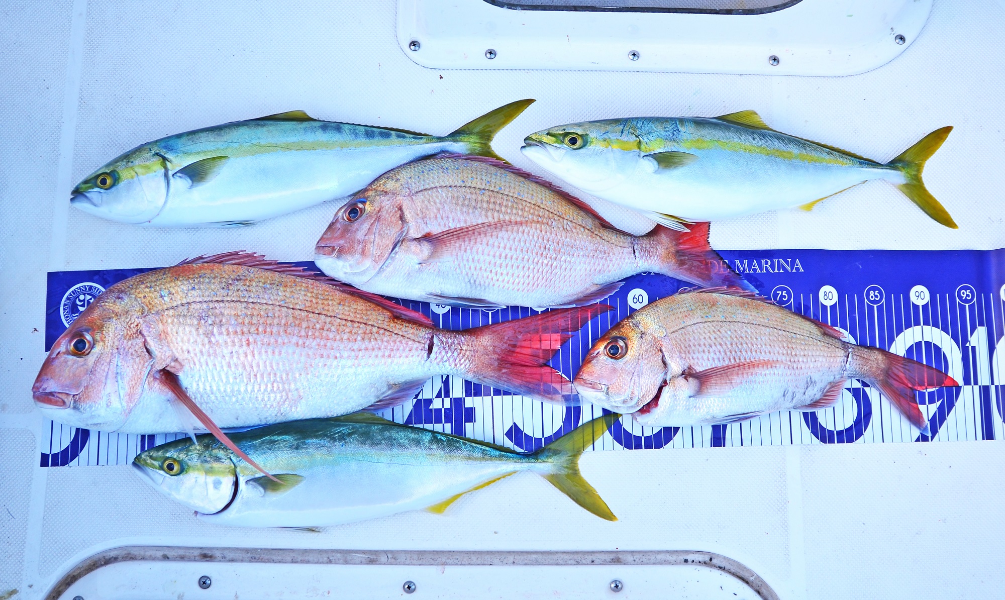 ✿マダイ・イナダ✿