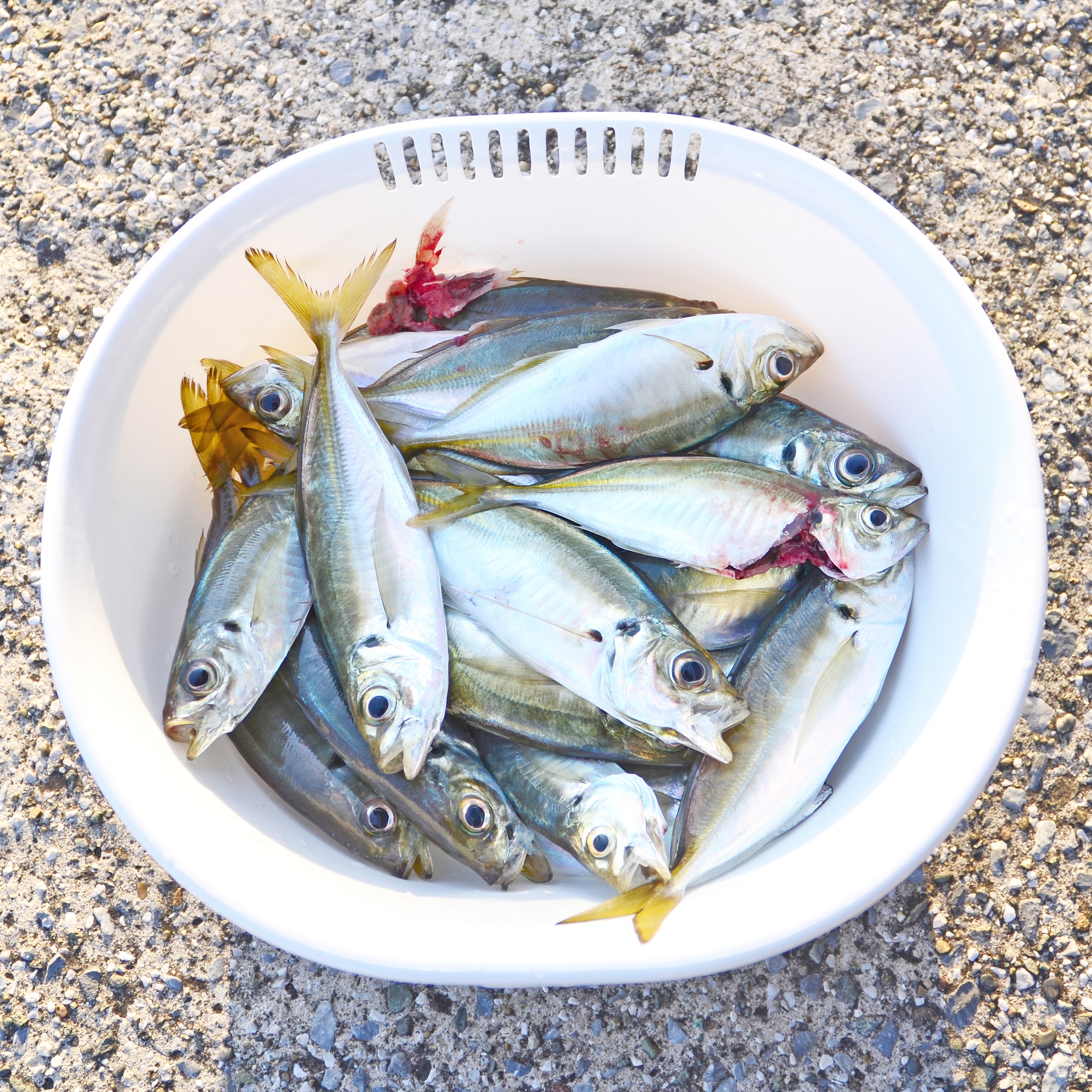 ✿アジ・クロダイ✿