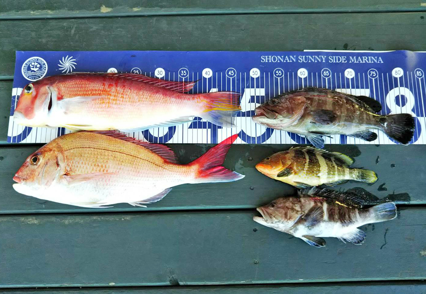 ✿アマダイ・マダイ・マハタ・アオハタ✿