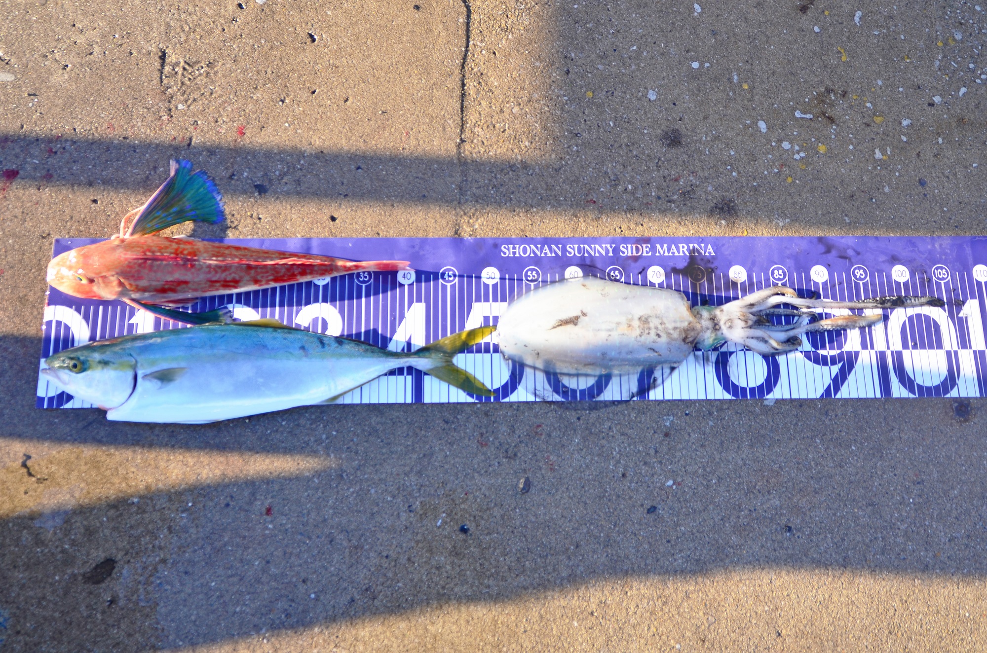 ✿アオリイカ・イナダ・ホウボウ✿