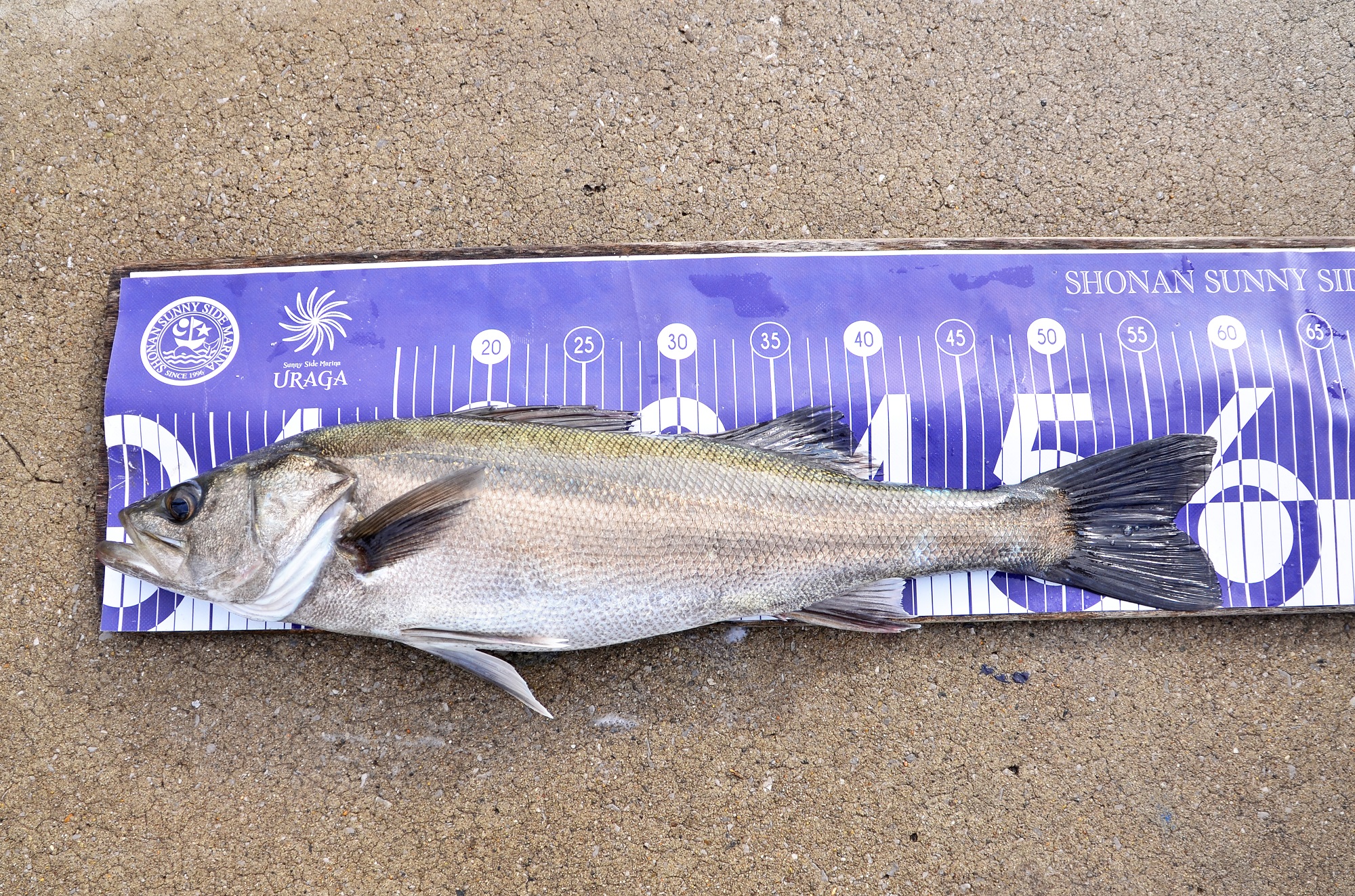 ✿シーバス・マダイ✿