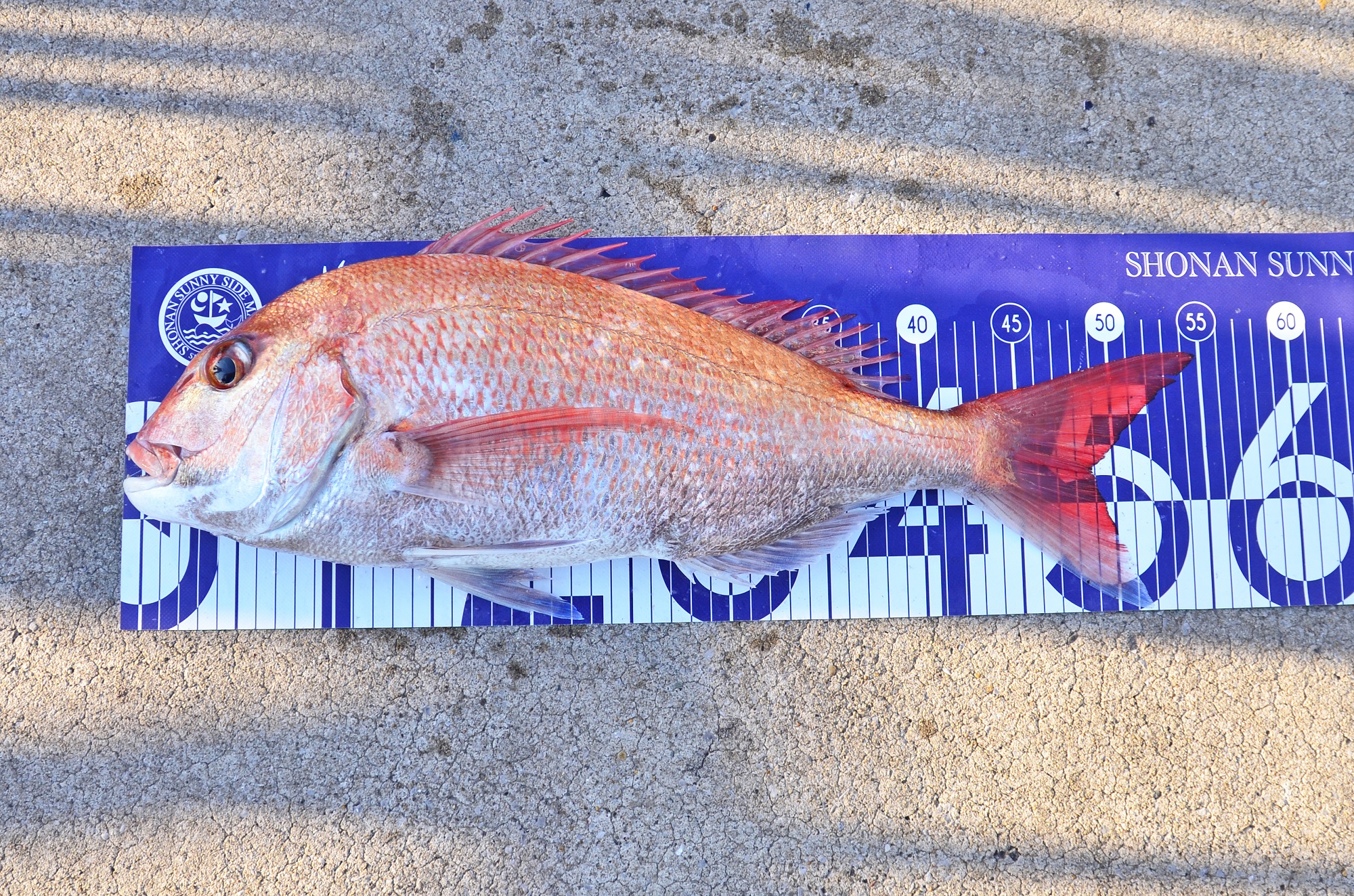 ✿シーバス・マダイ✿