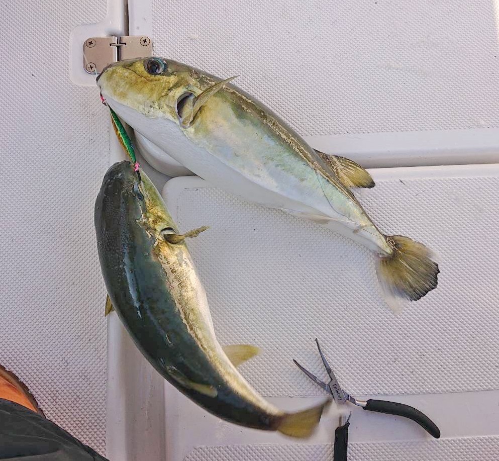 ✿イナダ・ショゴ・ホウボウ・マハタ✿