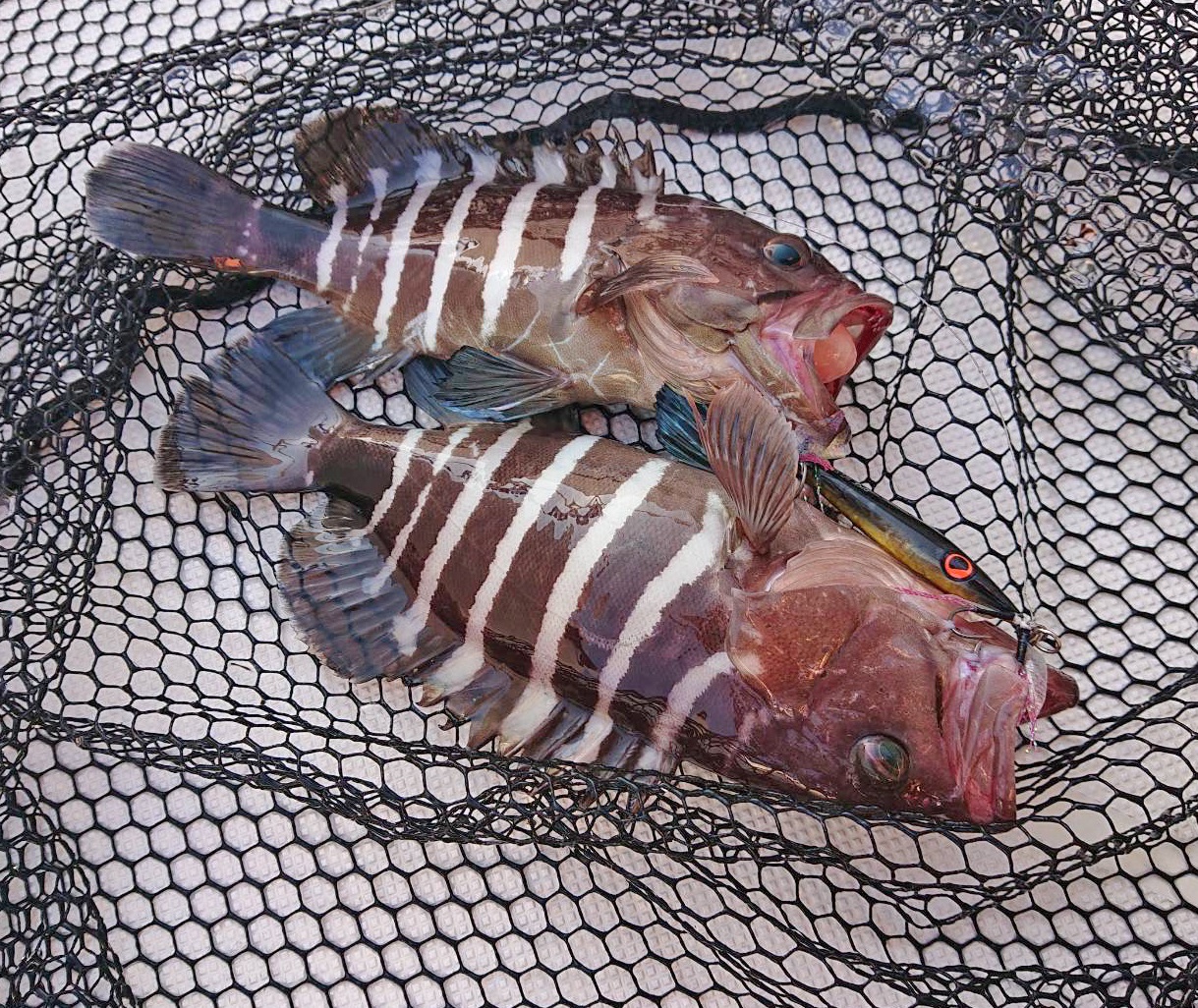 ✿イナダ・ショゴ・ホウボウ・マハタ✿