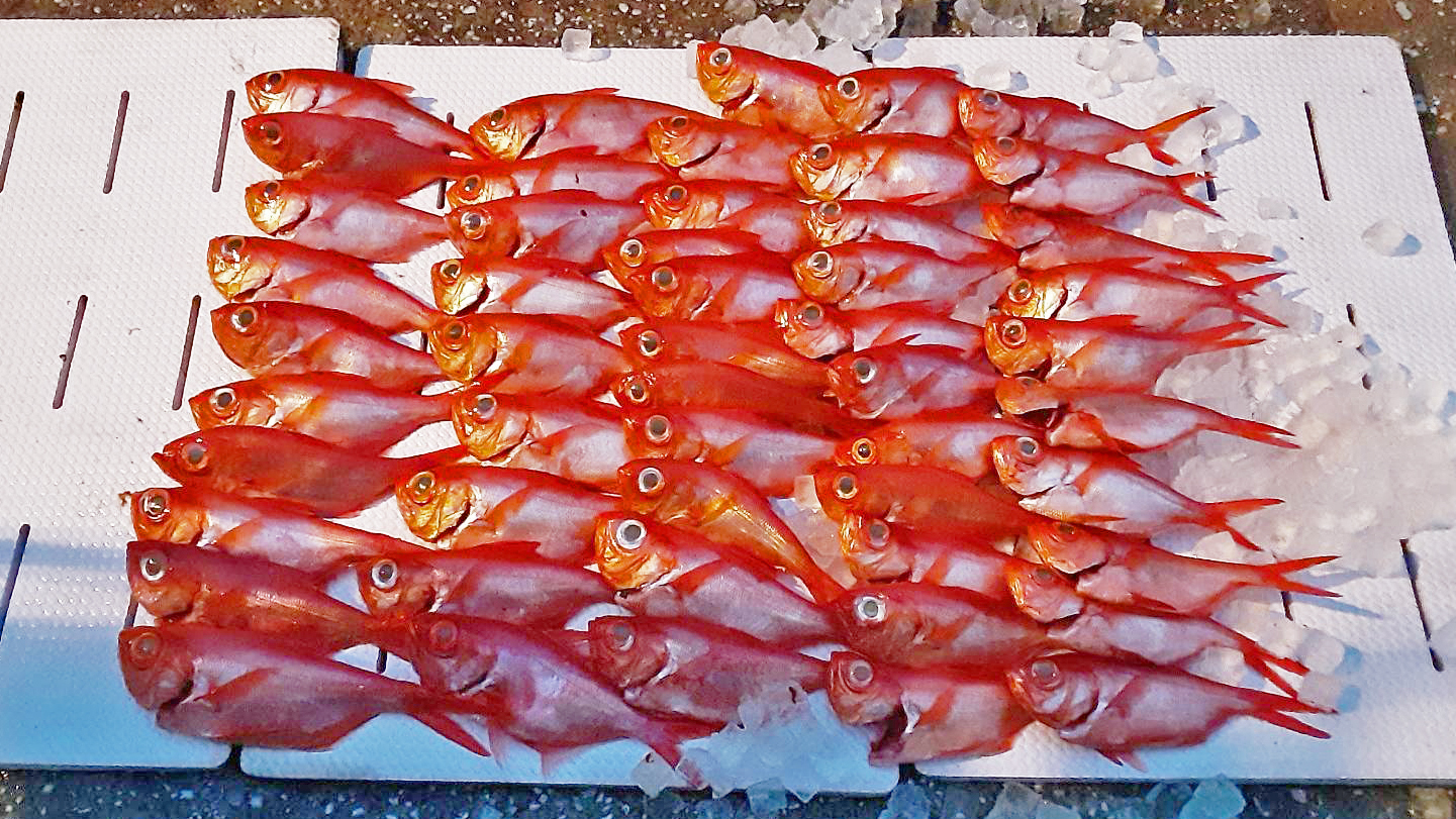 ✿キンメダイ✿