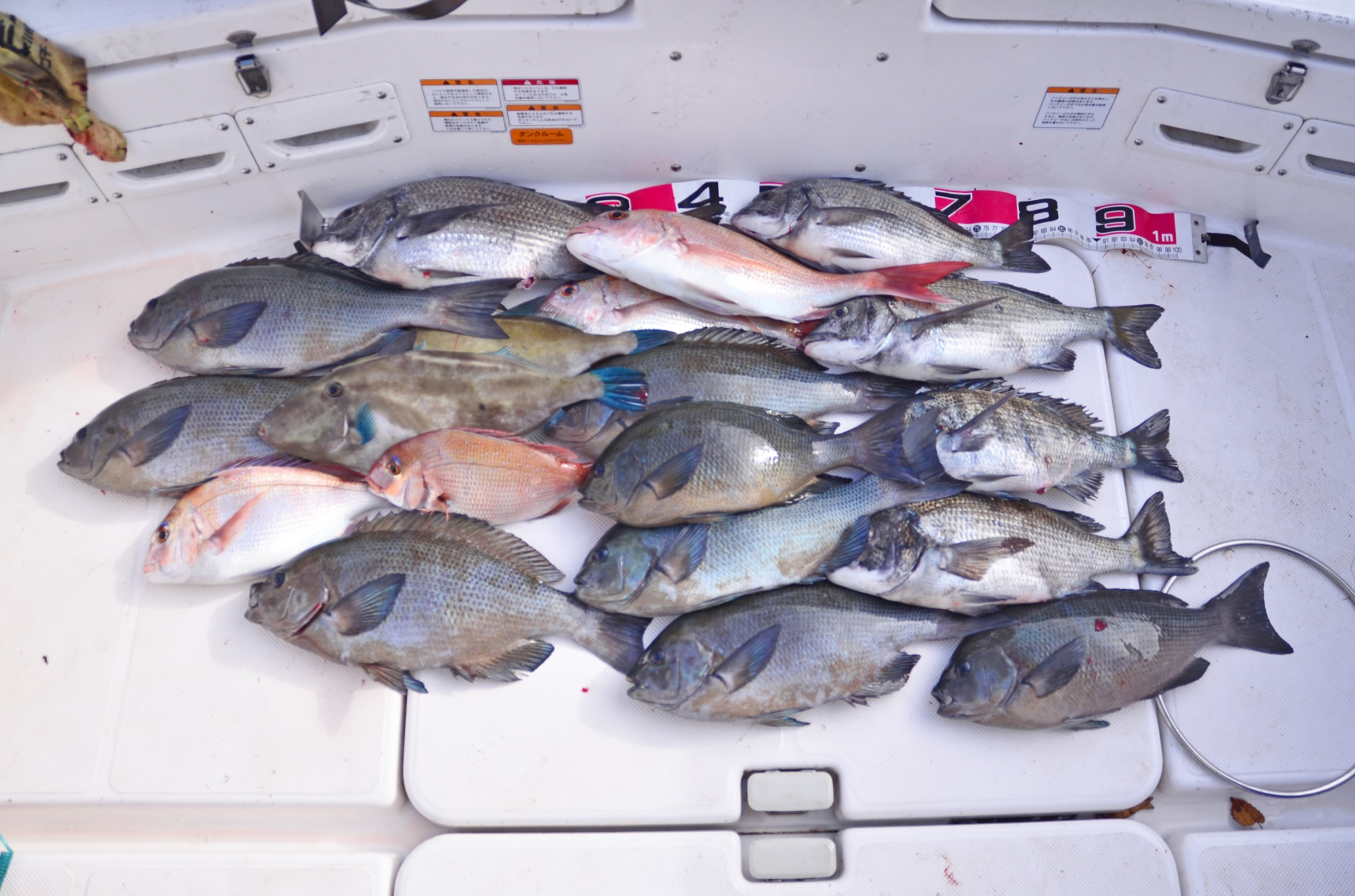 ✿マダイ・クロダイ・メジナ・ウマヅラハギ✿