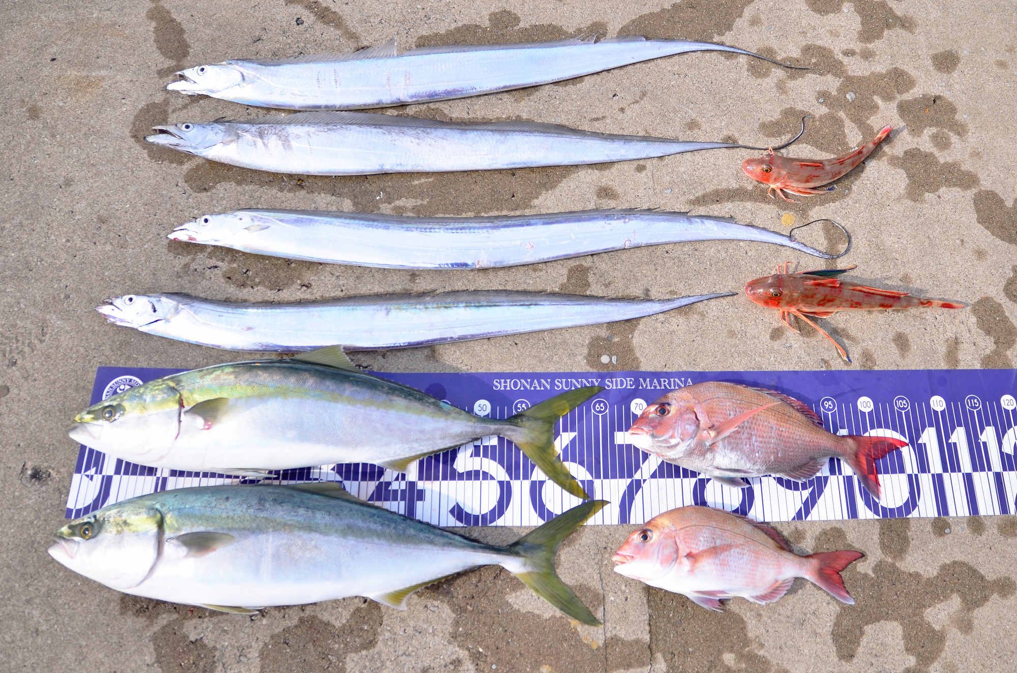 ✿ワラサ・マダイ・タチウオ・ホウボウ✿