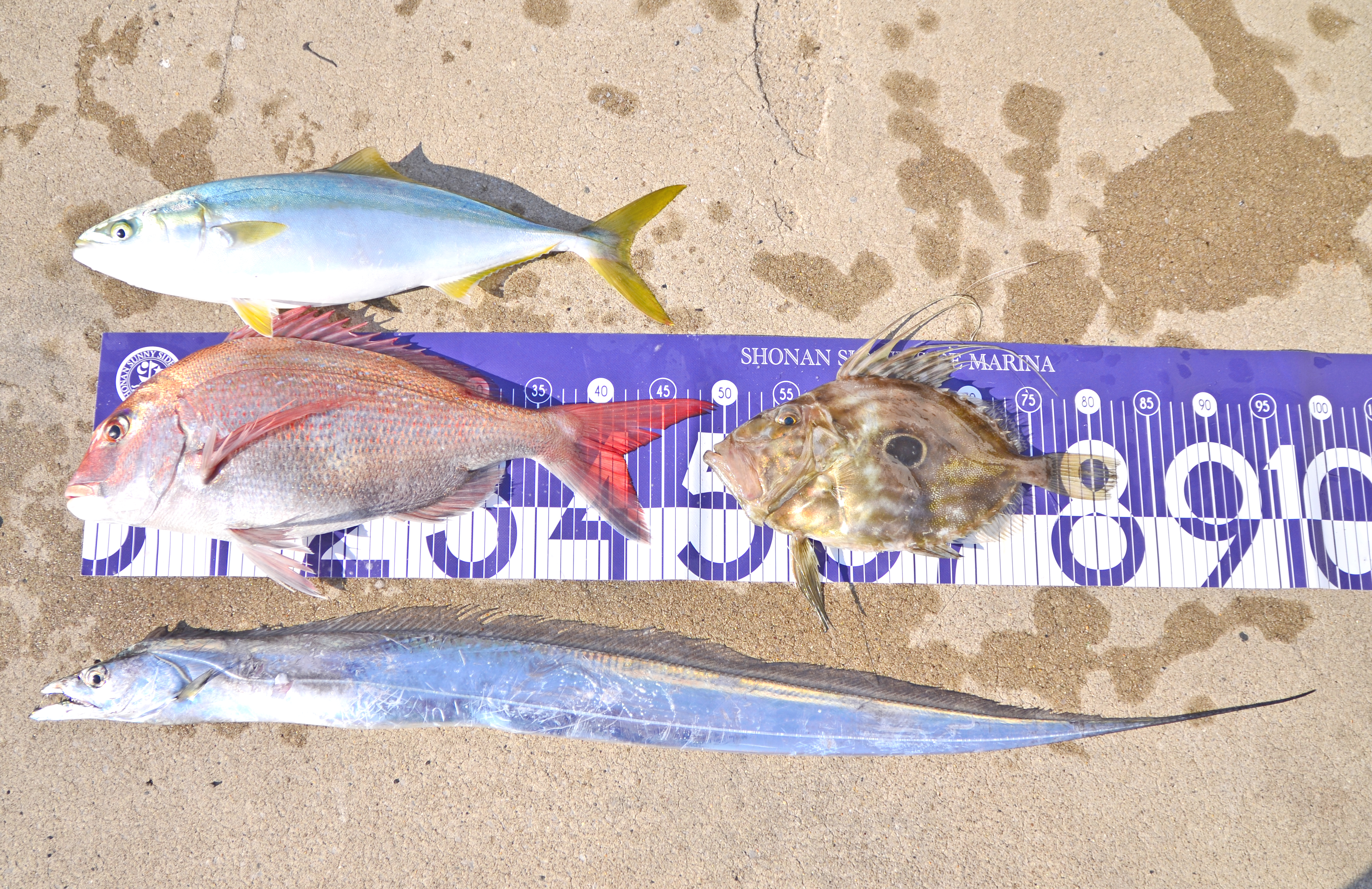 ✿マダイ・イナダ・マトウダイ・タチウオ✿