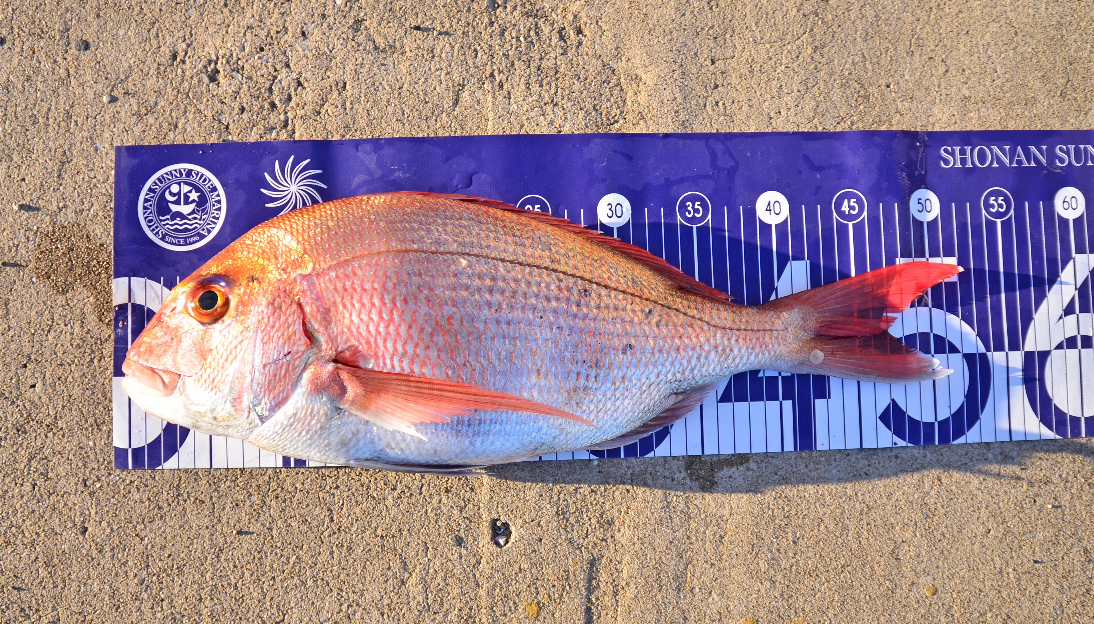 ✿マダイ・ワラサ✿