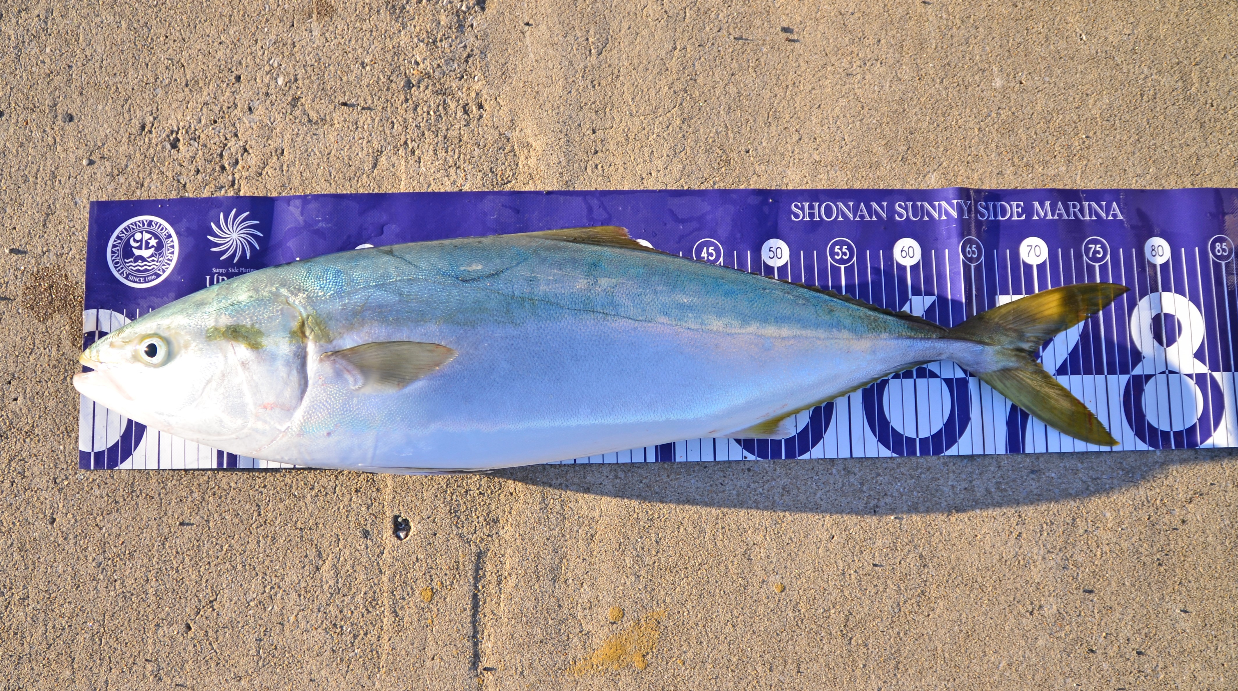 ✿マダイ・ワラサ✿