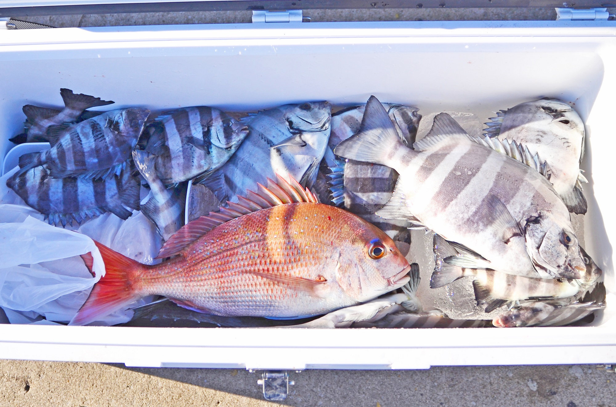 ✿イシダイ・マダイ・メジナ✿