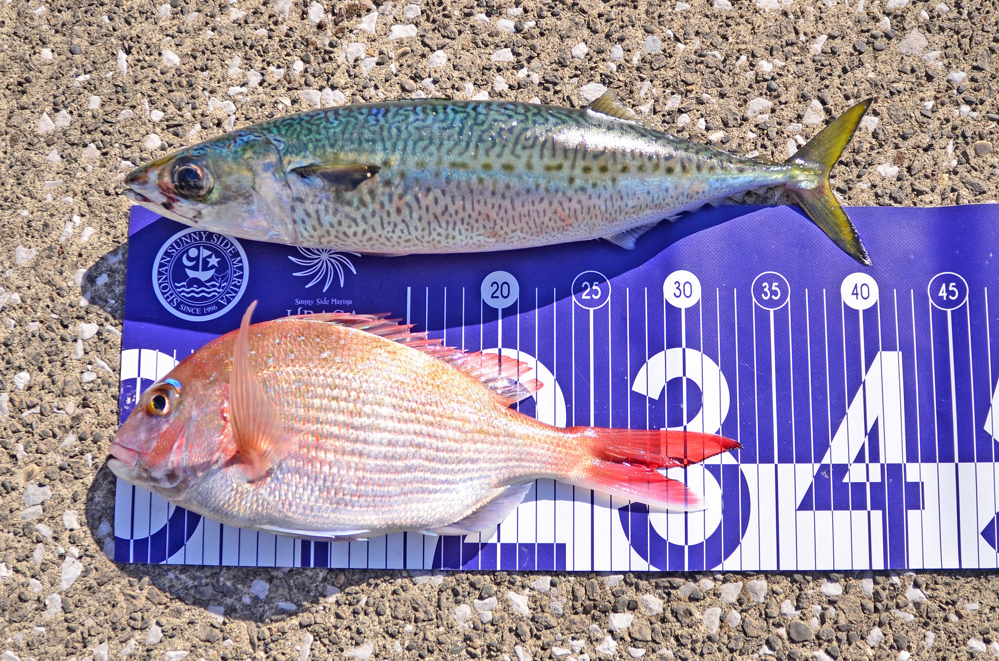 ✿マダイ・サバ✿