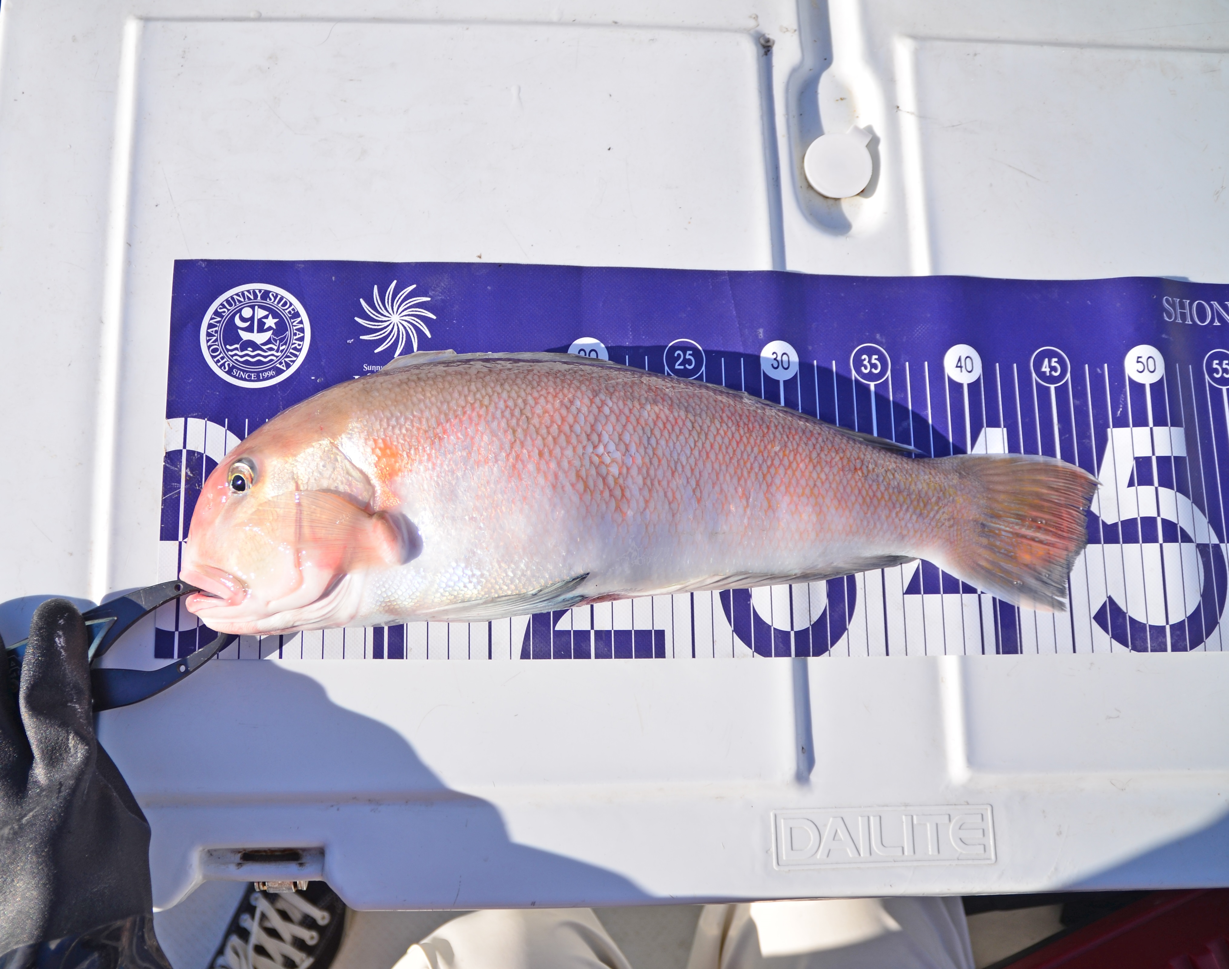 ✿シロアマダイ✿