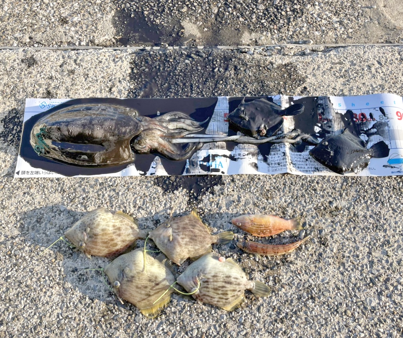 ✿カワハギ・モンゴウイカ・✿