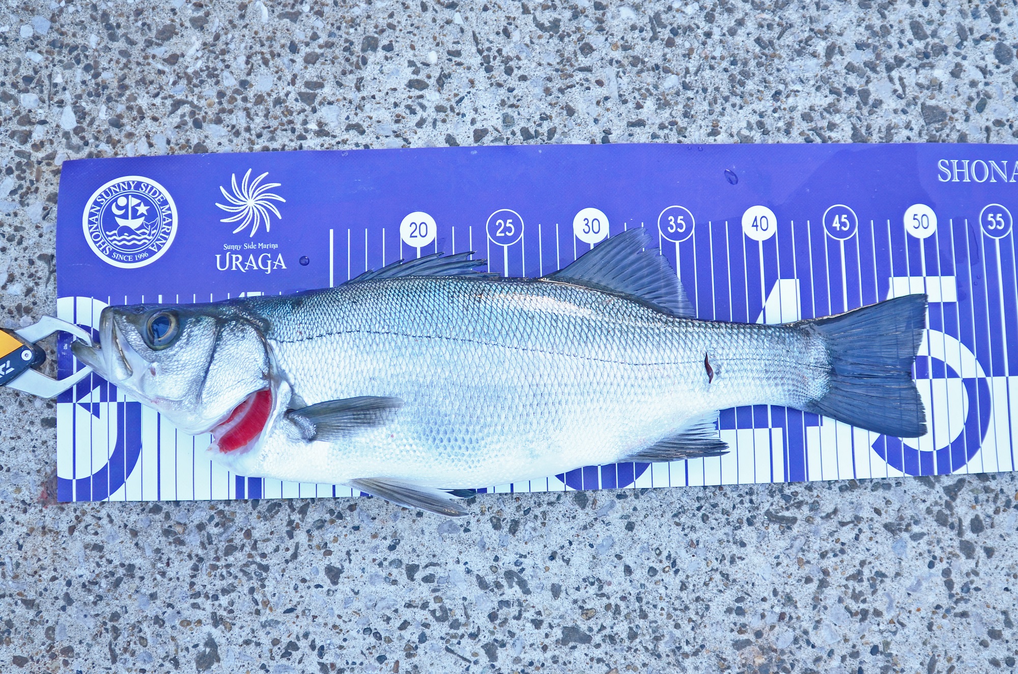 ✿ヒラスズキ✿