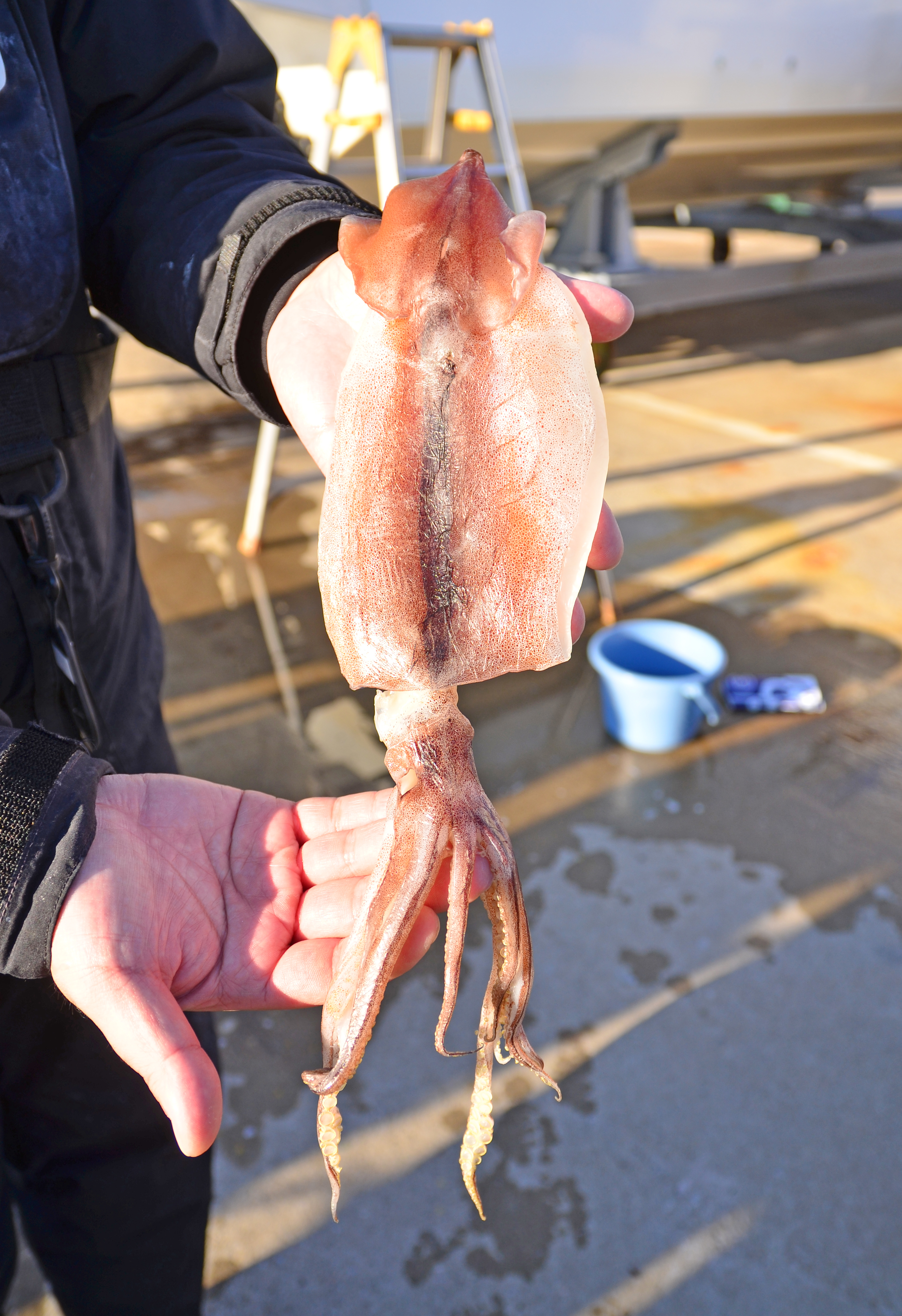 ✿ヤリイカ・スルメイカ・ケンサキイカ✿