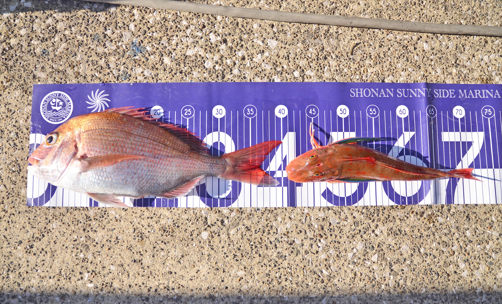 ✿マダイ・ホウボウ✿