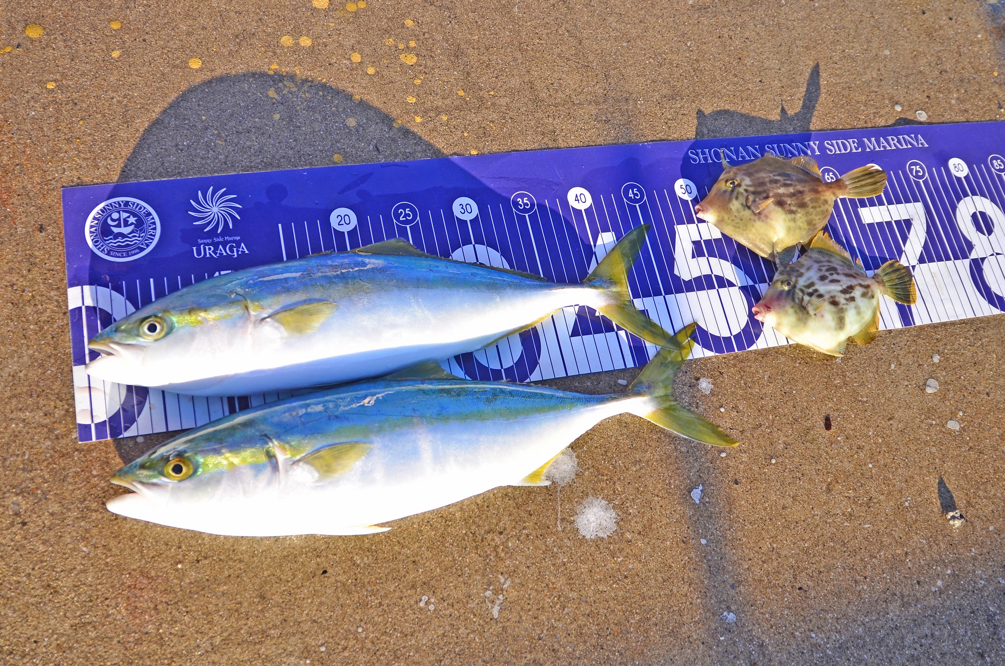 ✿イナダ・カワハギ✿