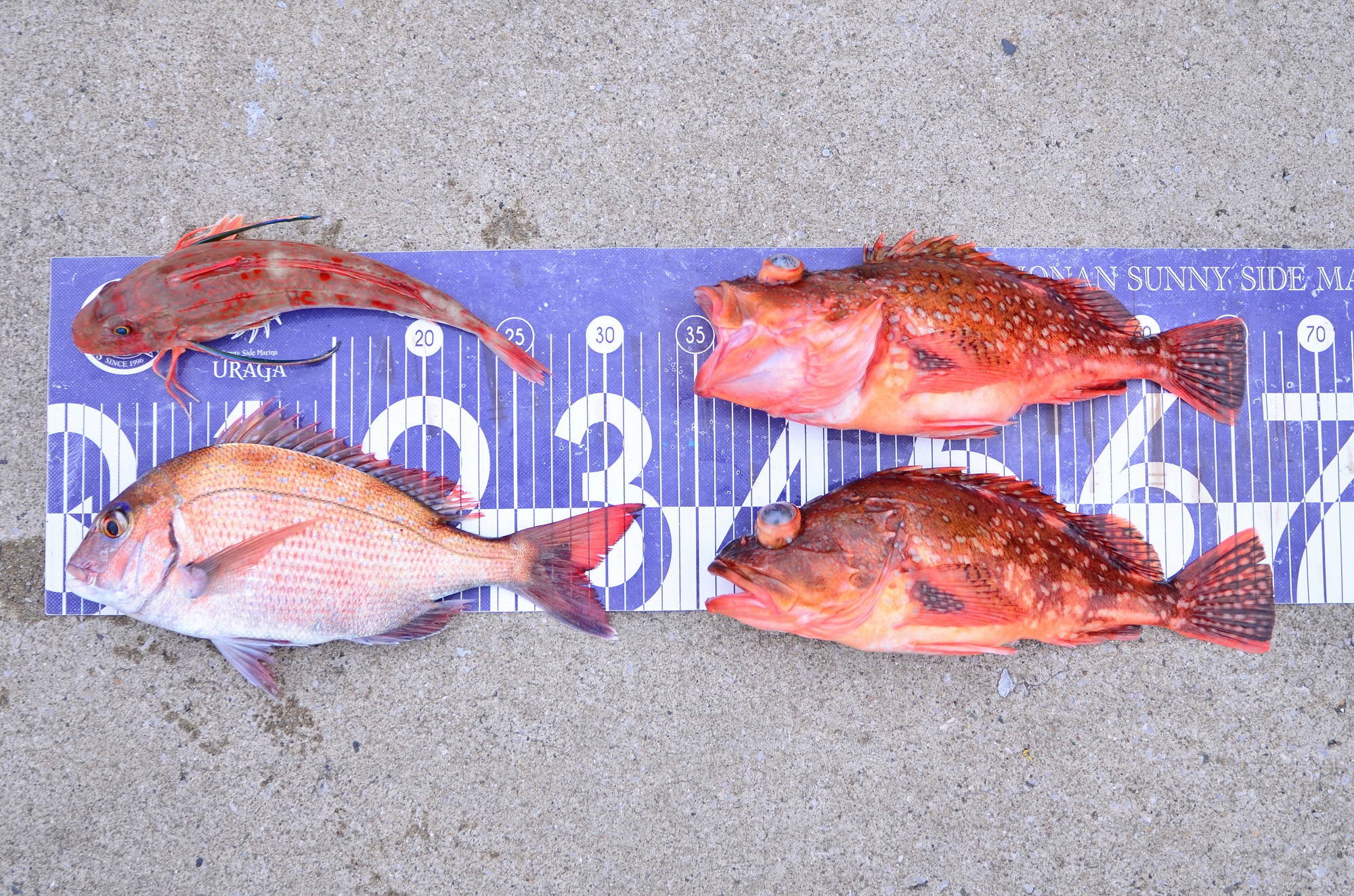 ✿マダイ・カサゴ・ホウボウ✿