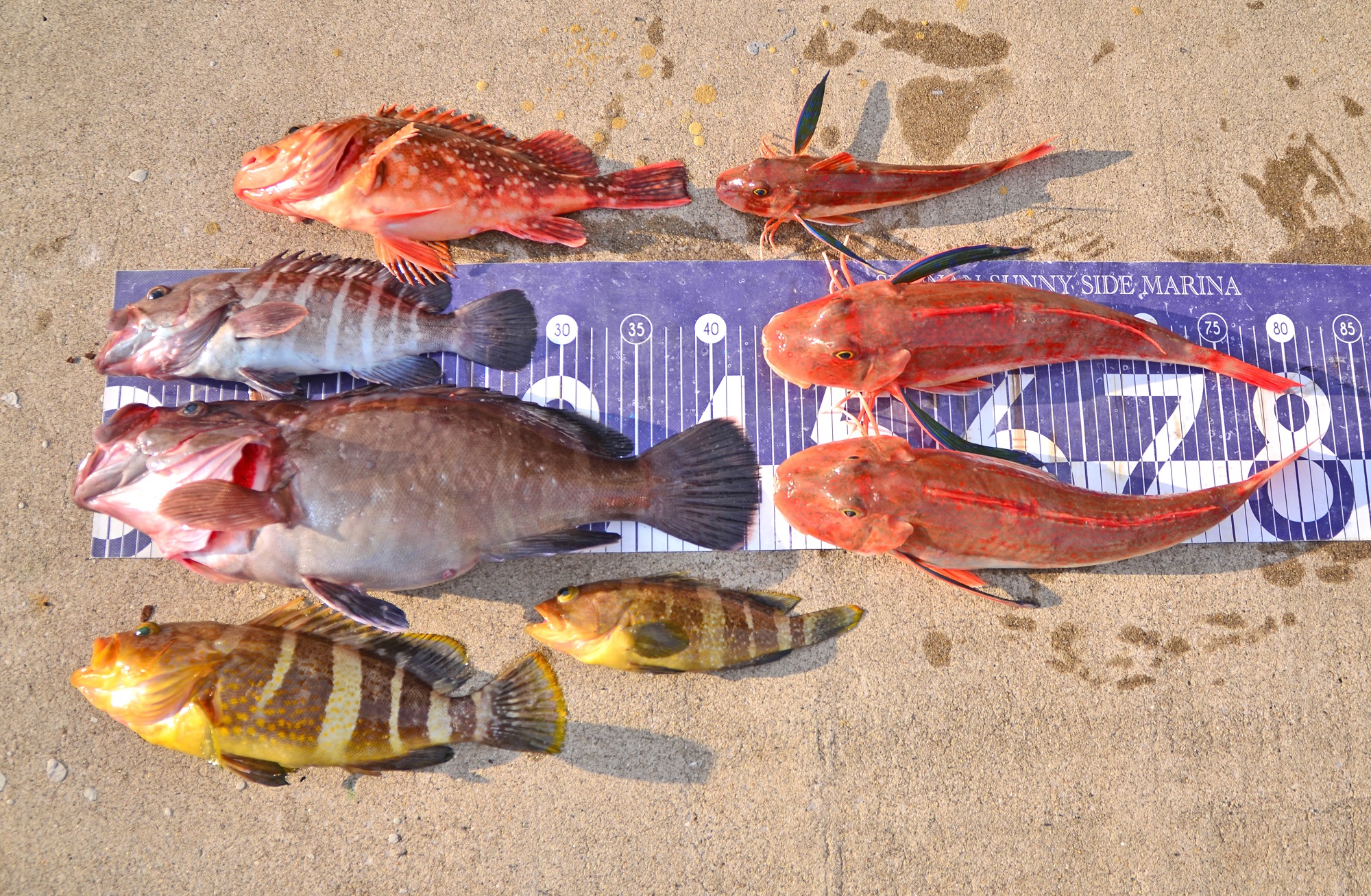 ✿マハタ・アオハタ・カサゴ・ホウボウ✿