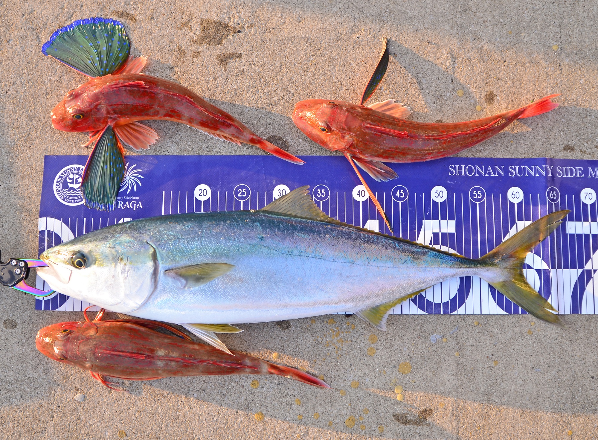 ✿ワラサ・ホウボウ✿