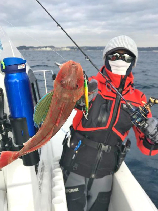 ✿ワラサ・ホウボウ・ウッカリカサゴ✿