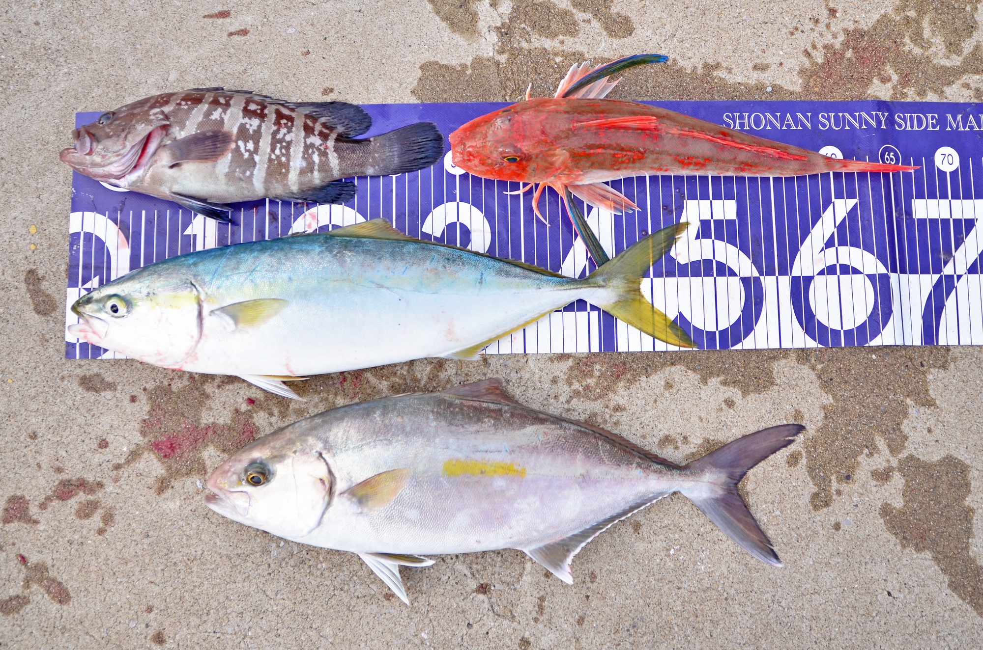 ✿イナダ・ショゴ・マハタ・ホウボウ✿