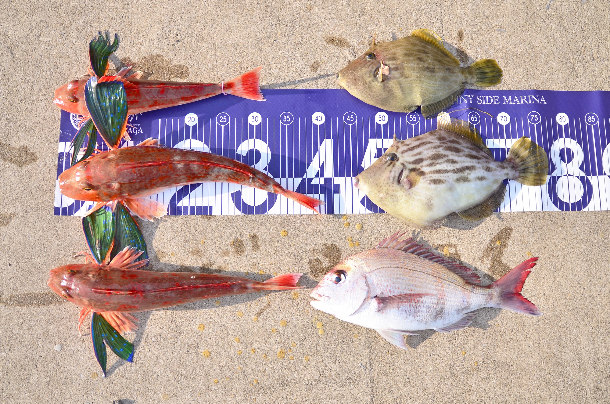 ✿カワハギ・マダイ・ホウボウ✿