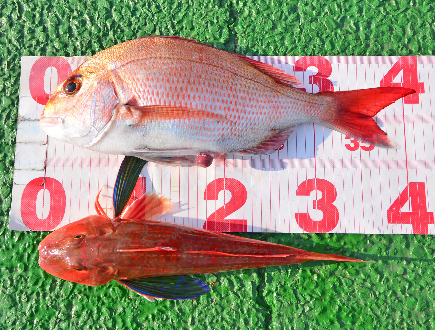 ✿マダイ・ホウボウ✿