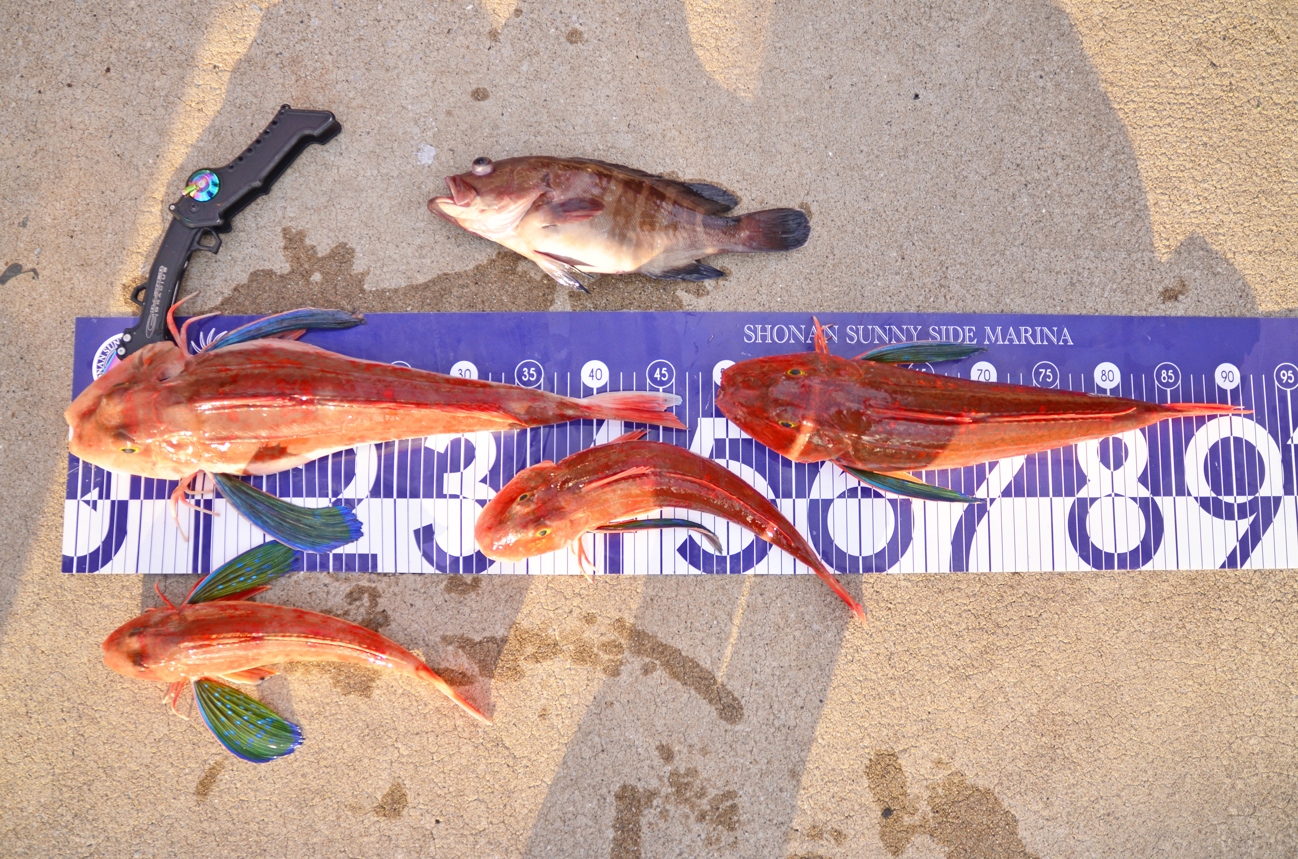 ✿ホウボウ・マハタ✿