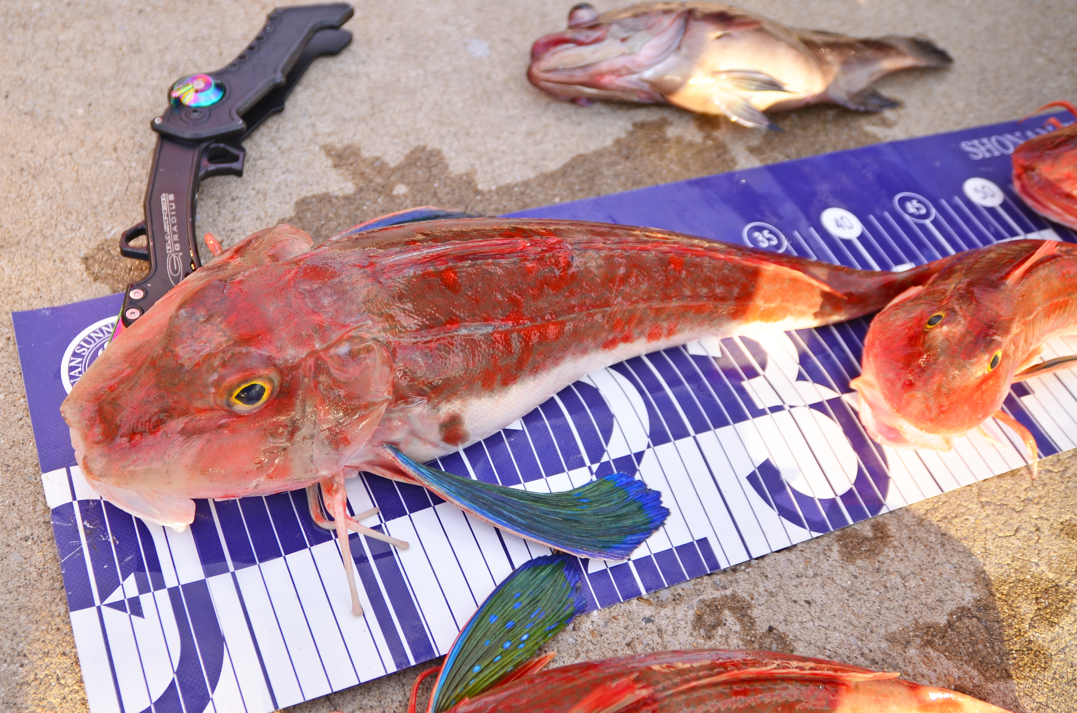 ✿ホウボウ・マハタ✿