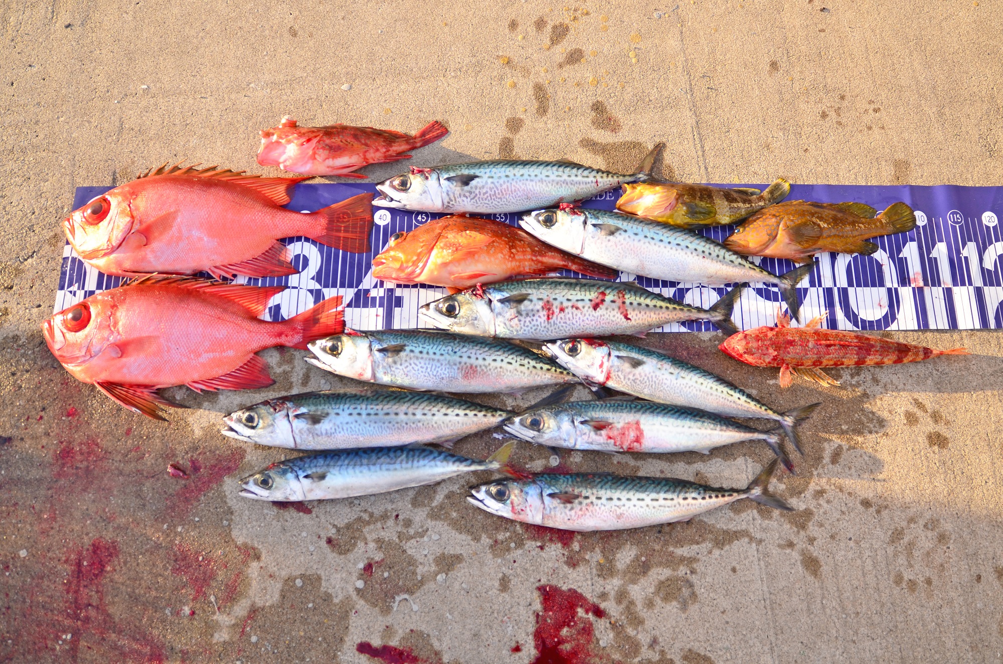 ✿チカメ・キジハタ・アオハタ・カサゴ・サバ✿