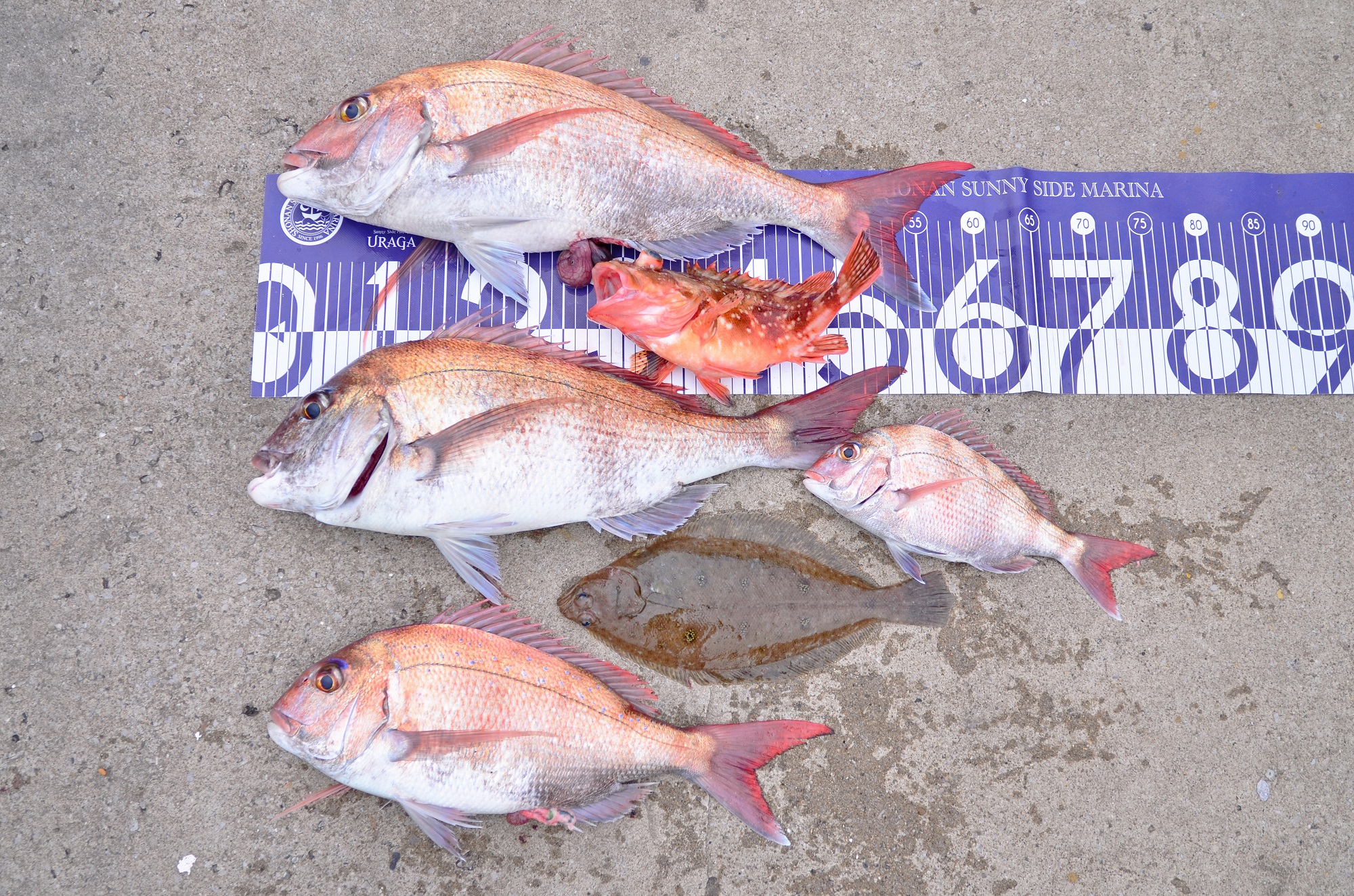 ✿マダイ・カサゴ・カレイ✿