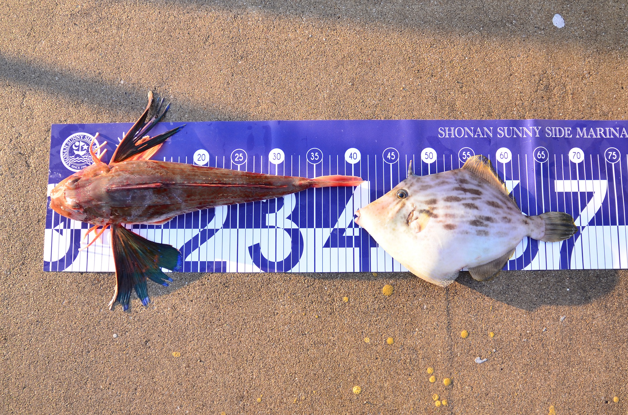 ✿カワハギ・ホウボウ✿